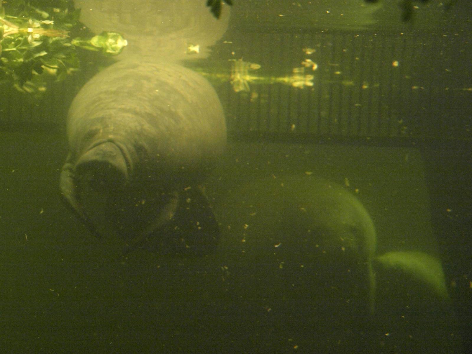 Odense Zoo - Oceanium