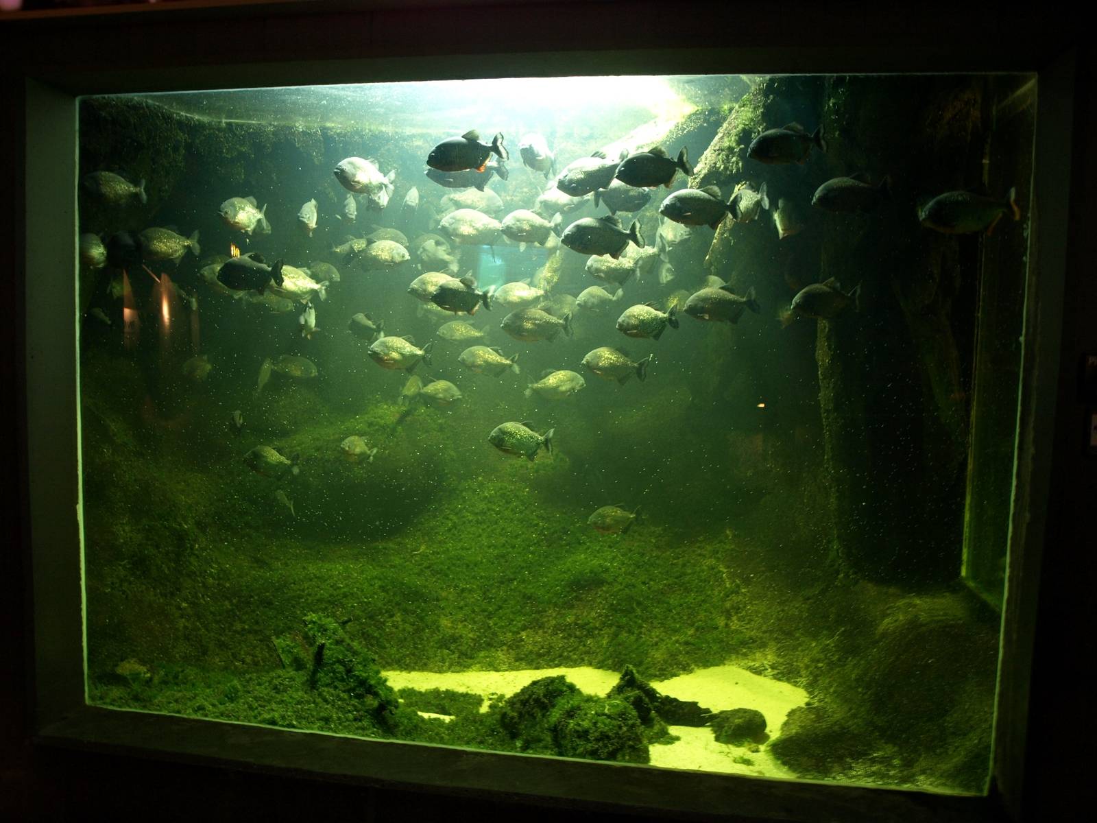 Odense Zoo - Oceanium