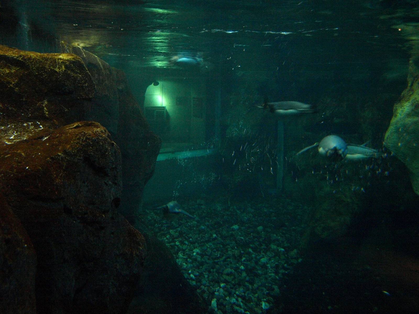 Odense Zoo - Oceanium