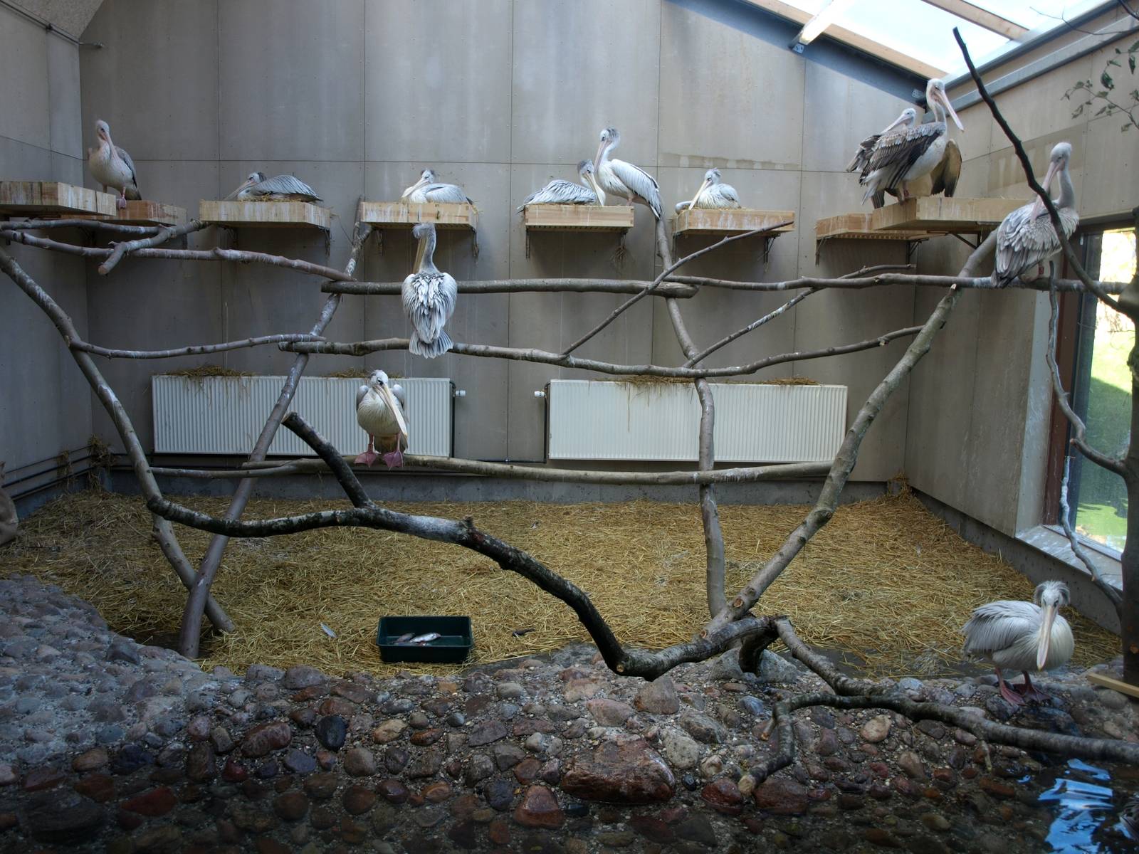 Odense Zoo - Pelican House