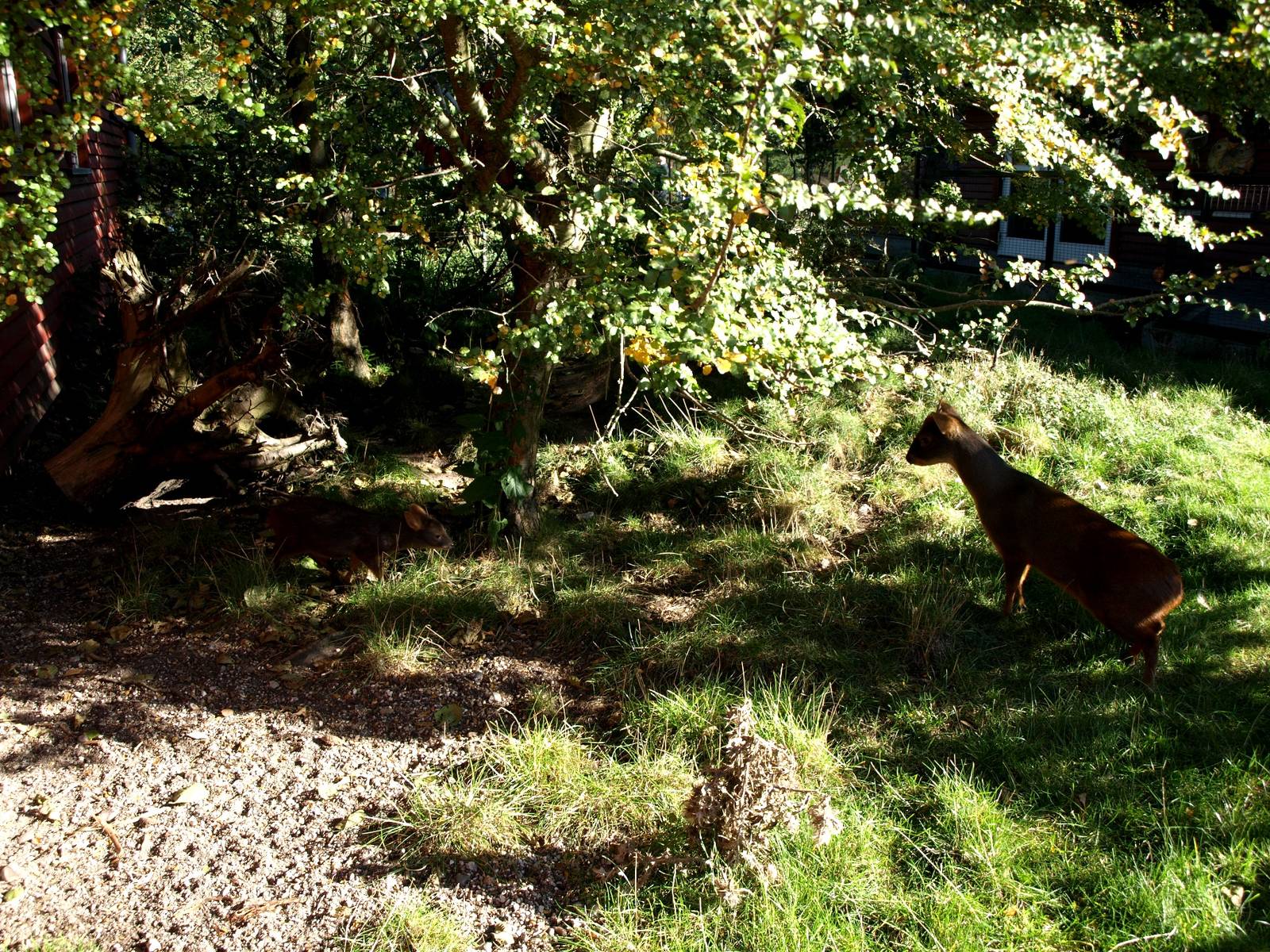 Odense Zoo - Pudu exhibit