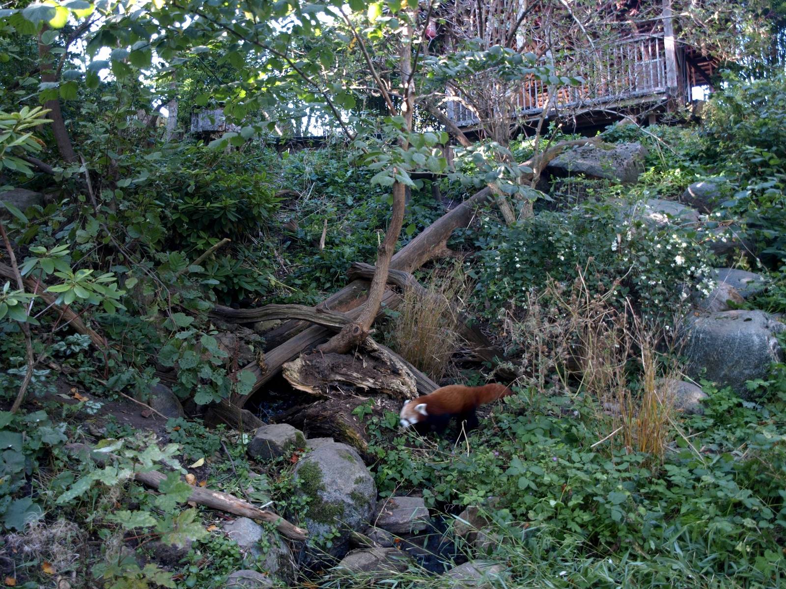 Odense Zoo - Red panda exhibit