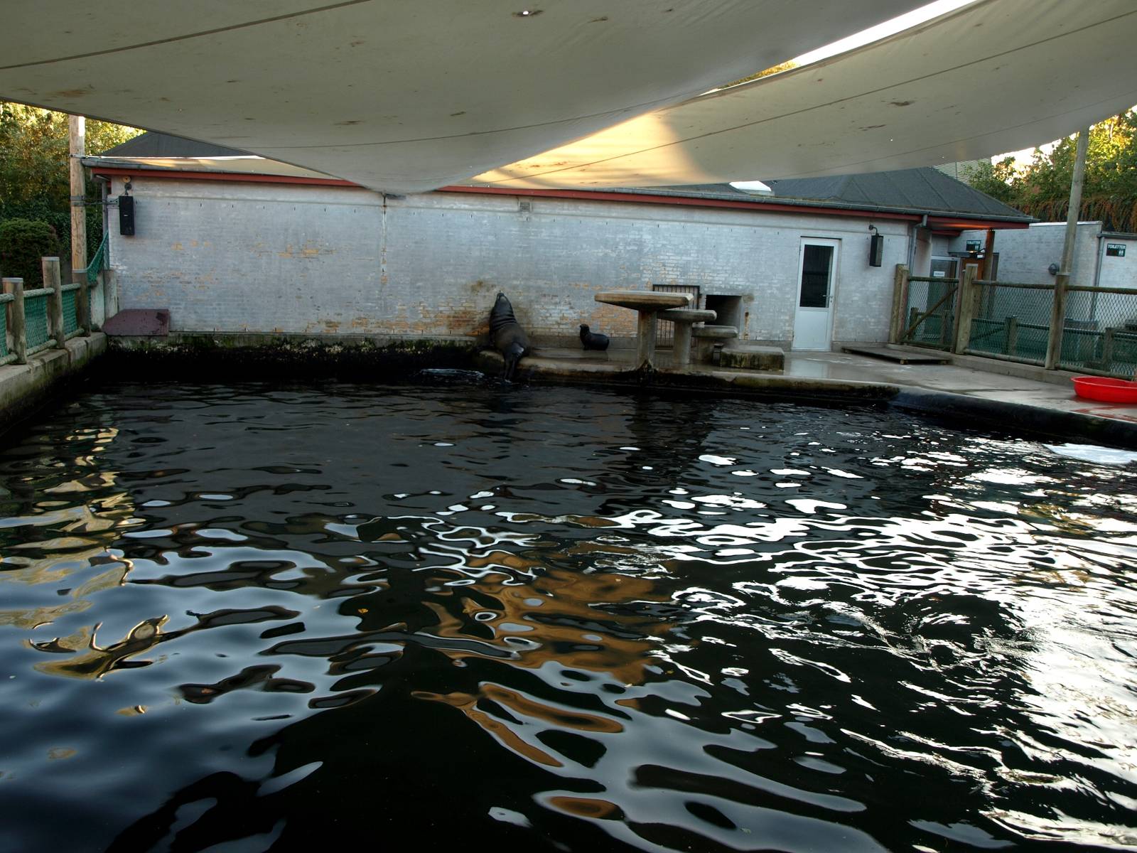 Odense Zoo - Sea lion exhibit