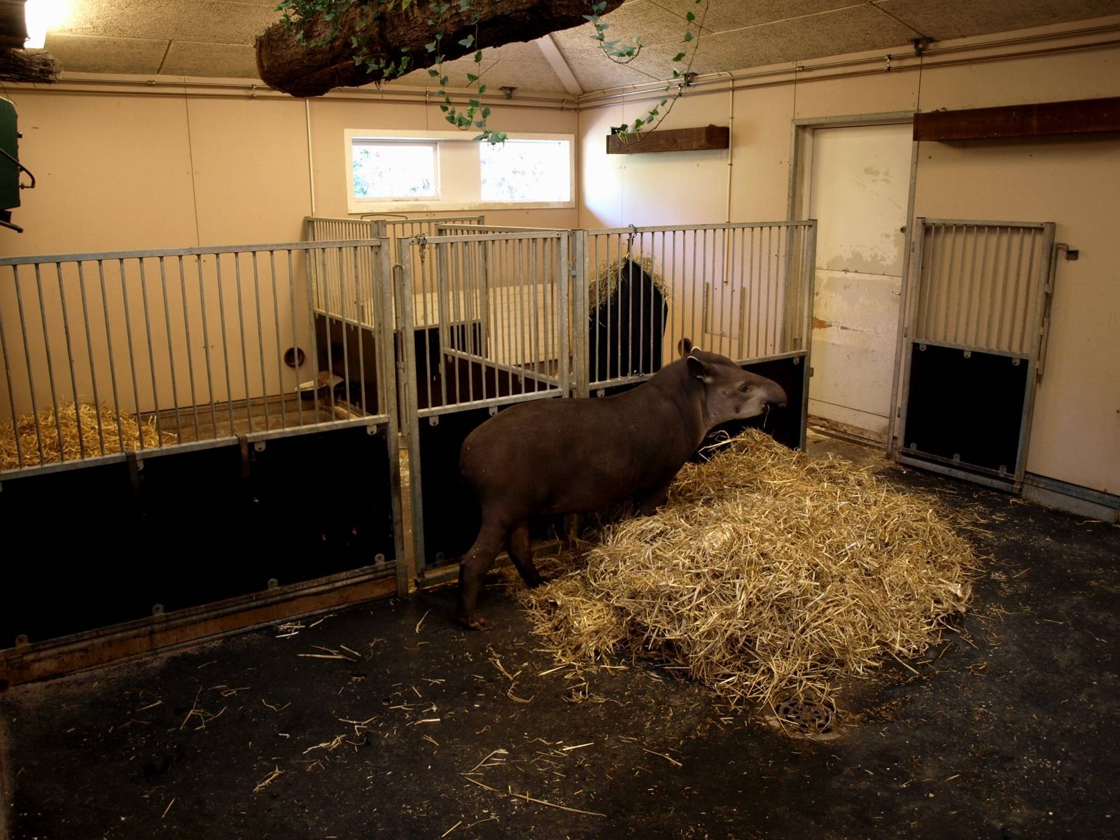 Odense Zoo - South America House