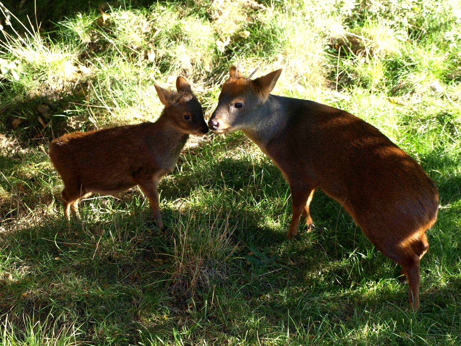 Odense Zoo - Southern pudus
