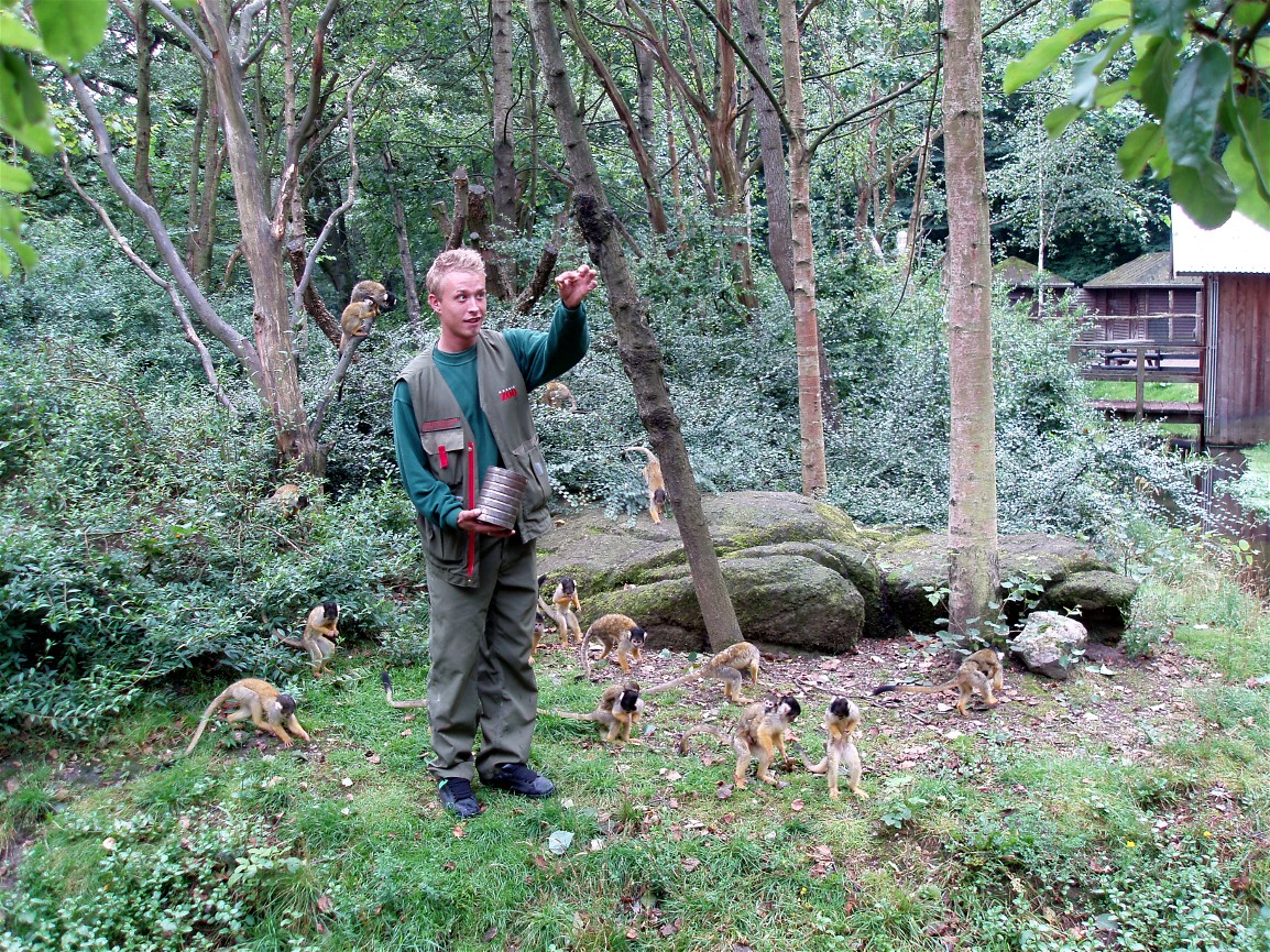 Odense Zoo - Squirrel monkey feeding