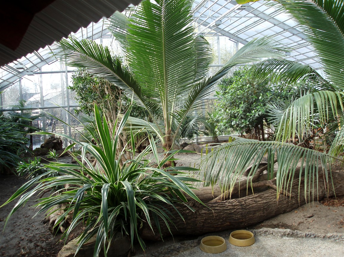 Odense Zoo - Tortoise Giants