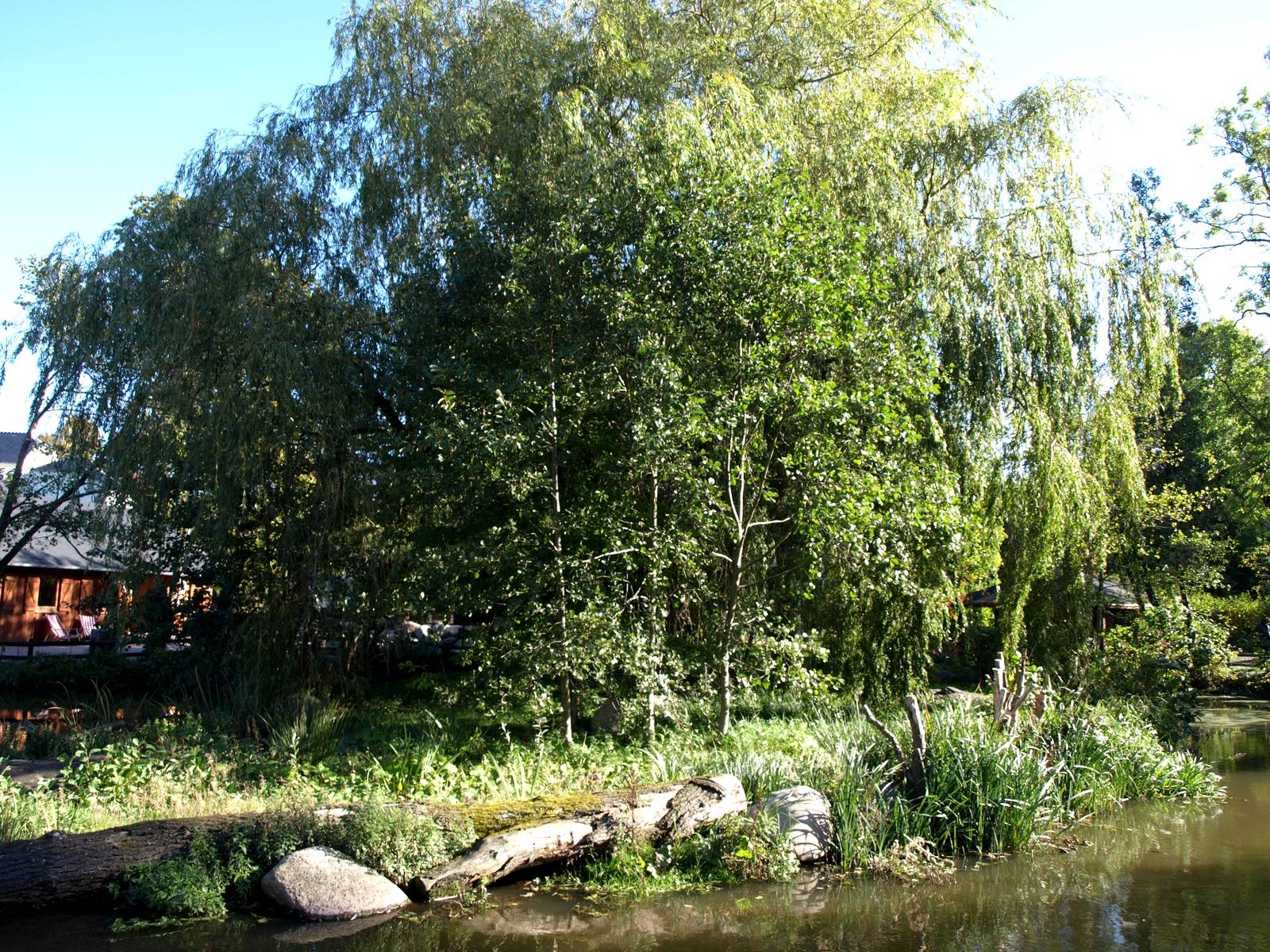Odense Zoo - Tortoise Giants