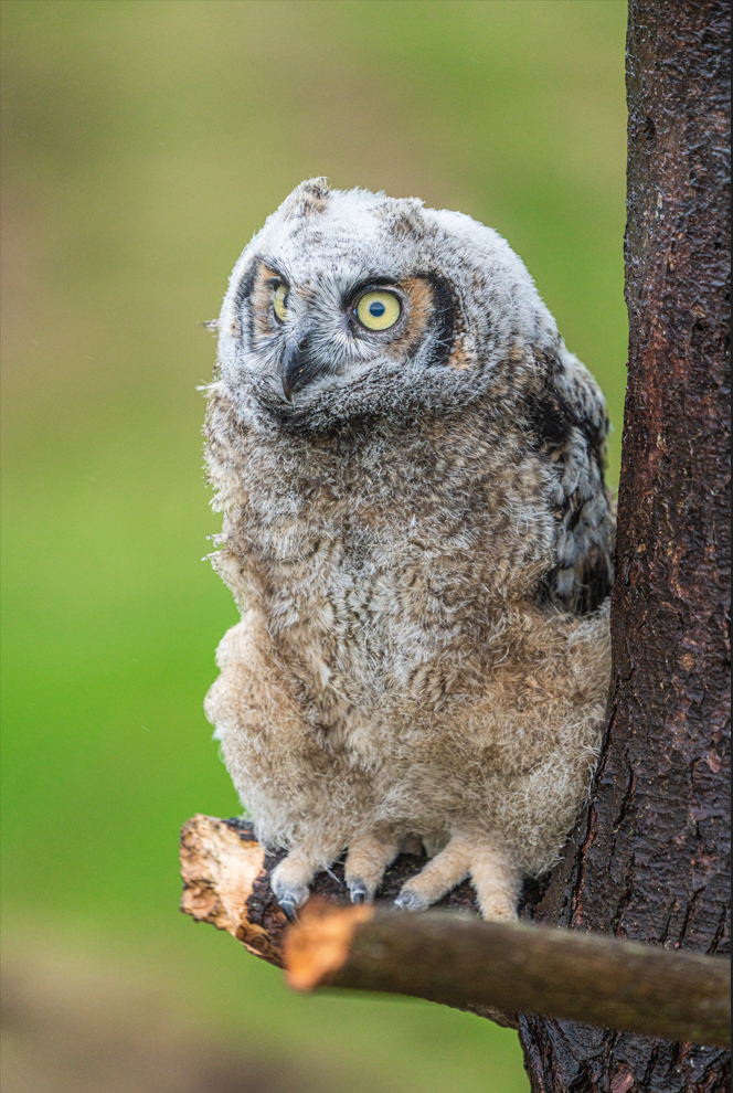 Odesa the young female Great Horned Owl