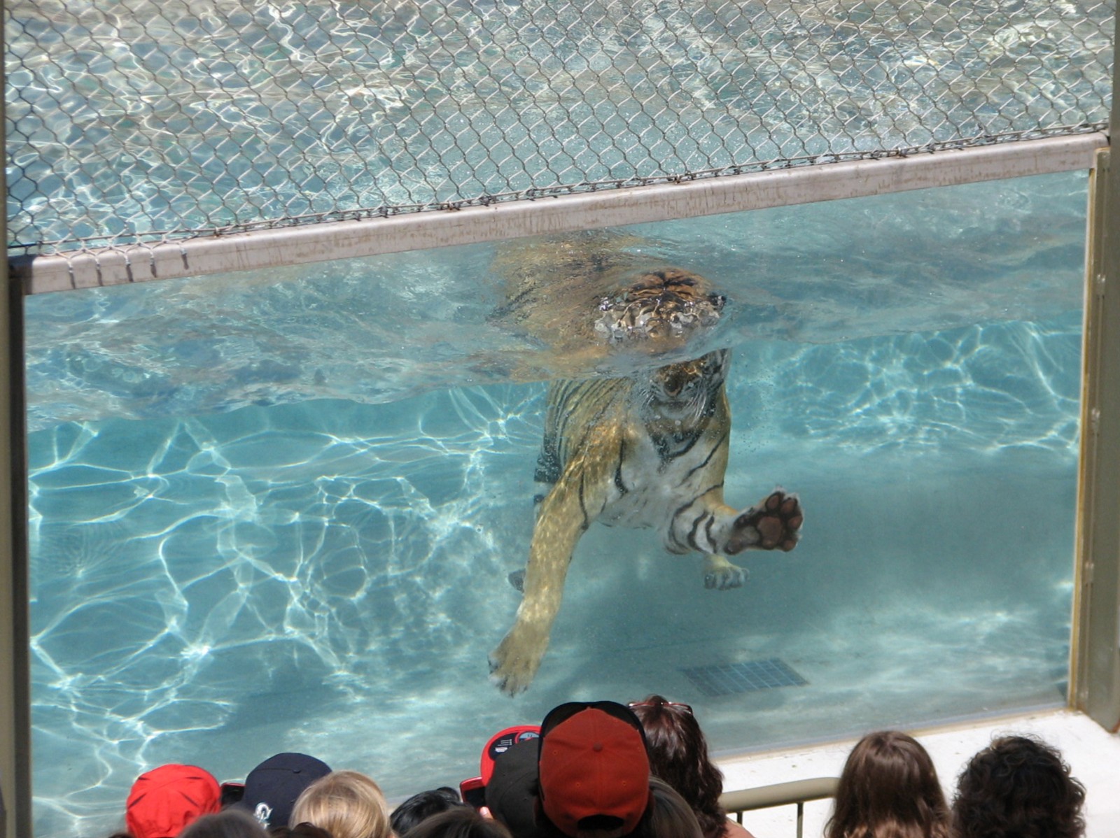 Odins Temple of the Tiger - Bengal Tiger Diving