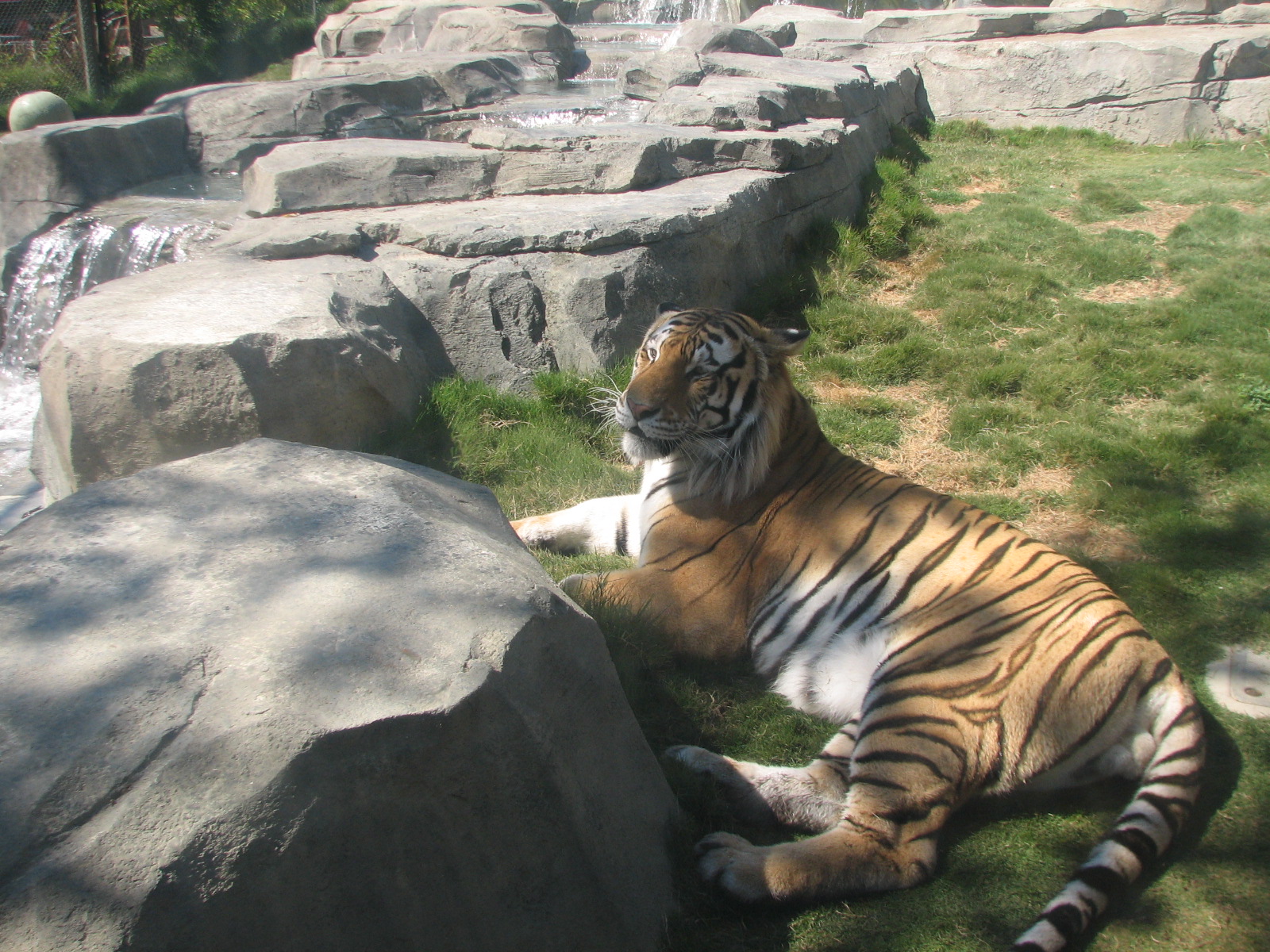 Odins Temple of the Tiger - First Exhibit