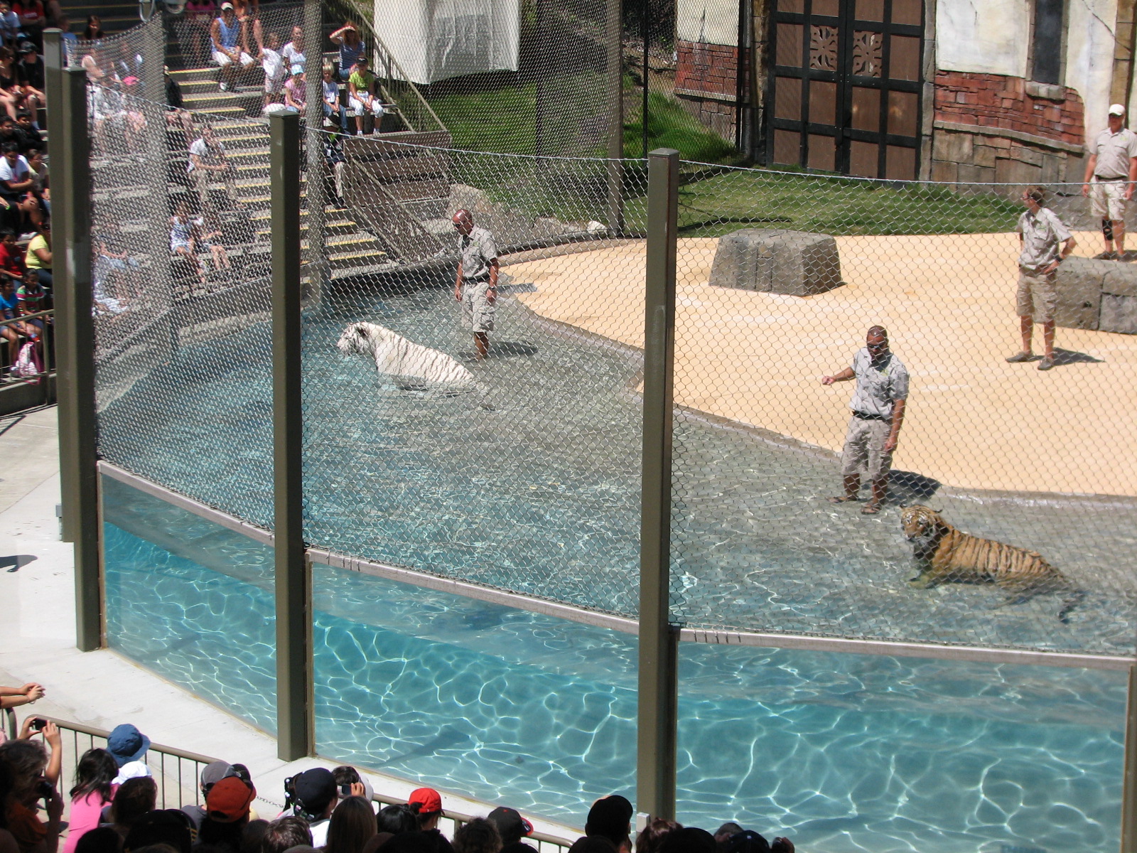 Odins Temple of the Tiger - Show Pool