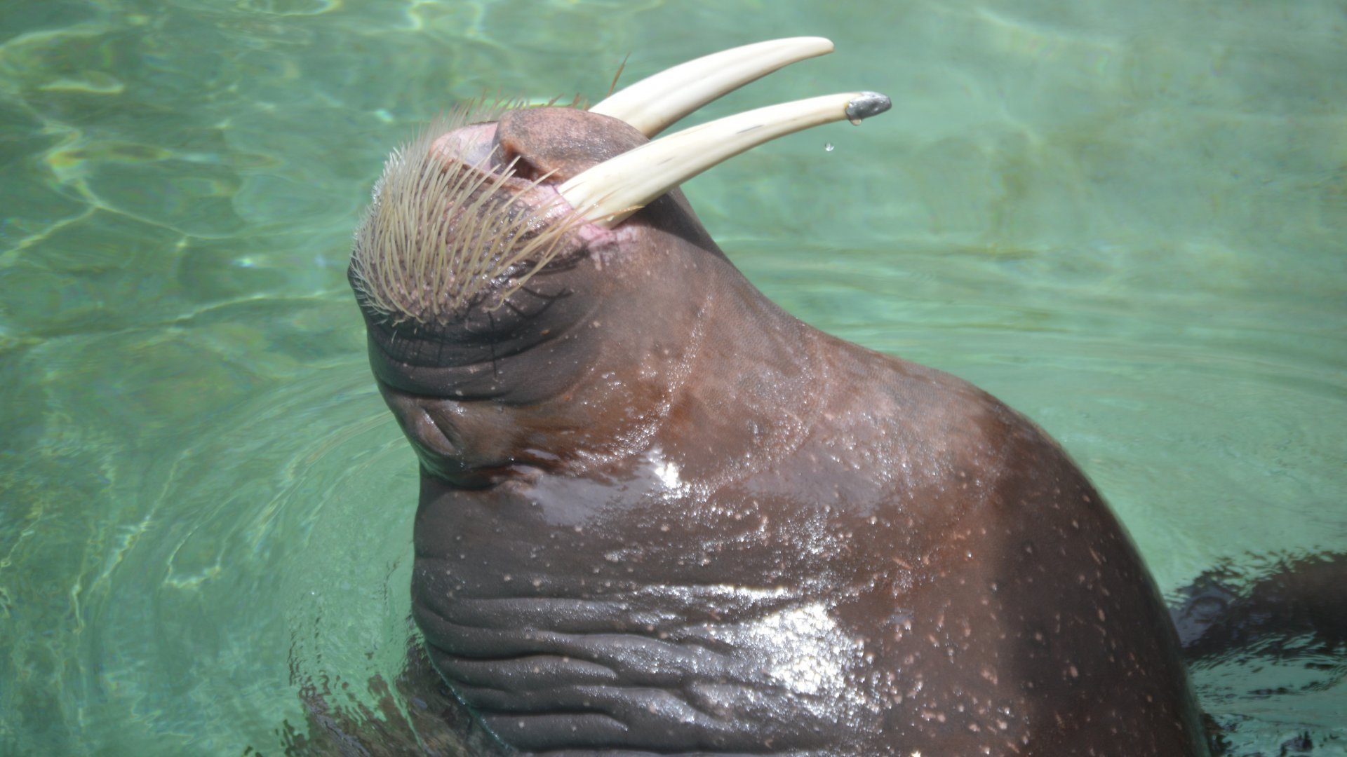 Odobenus rosmarus divergens