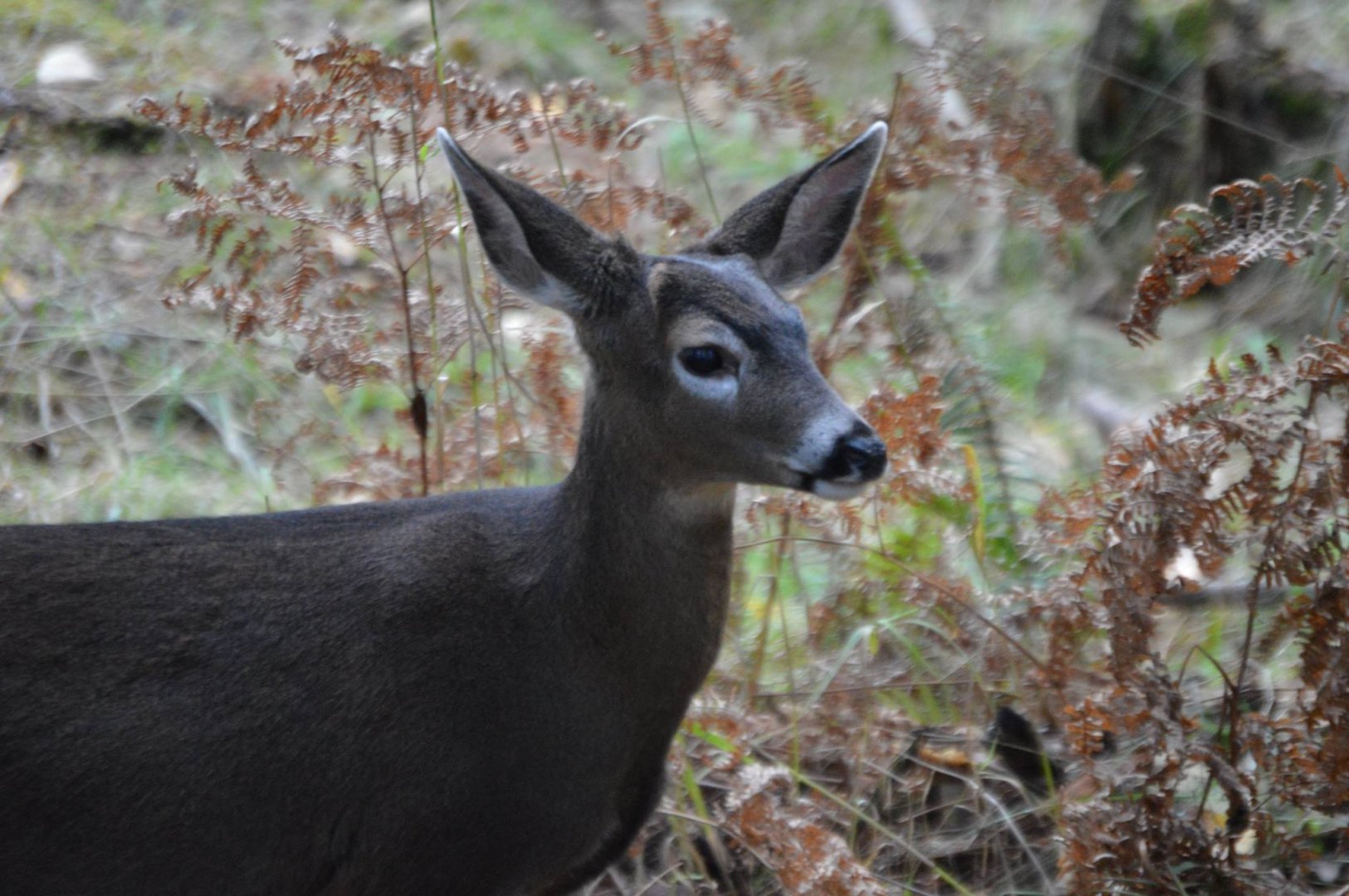 Odocoileus hemionus columbianus