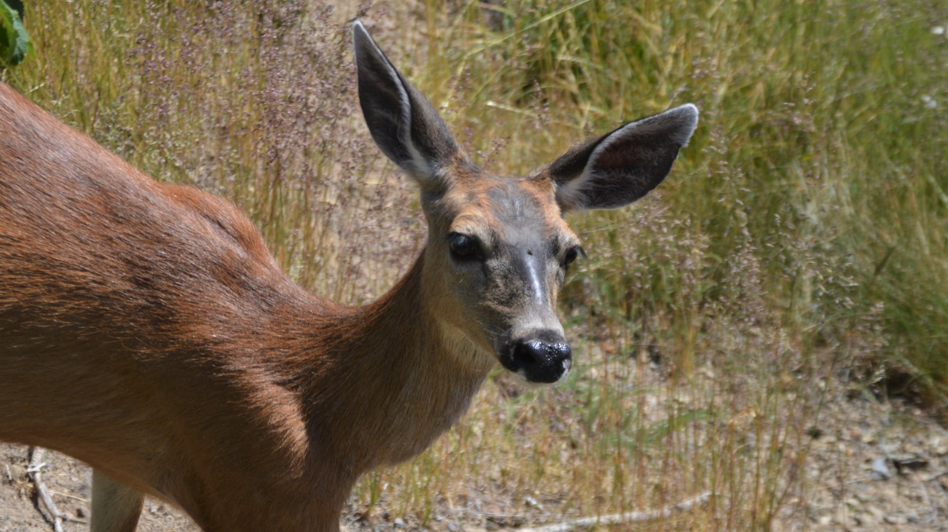 Odocoileus hemionus columbianus