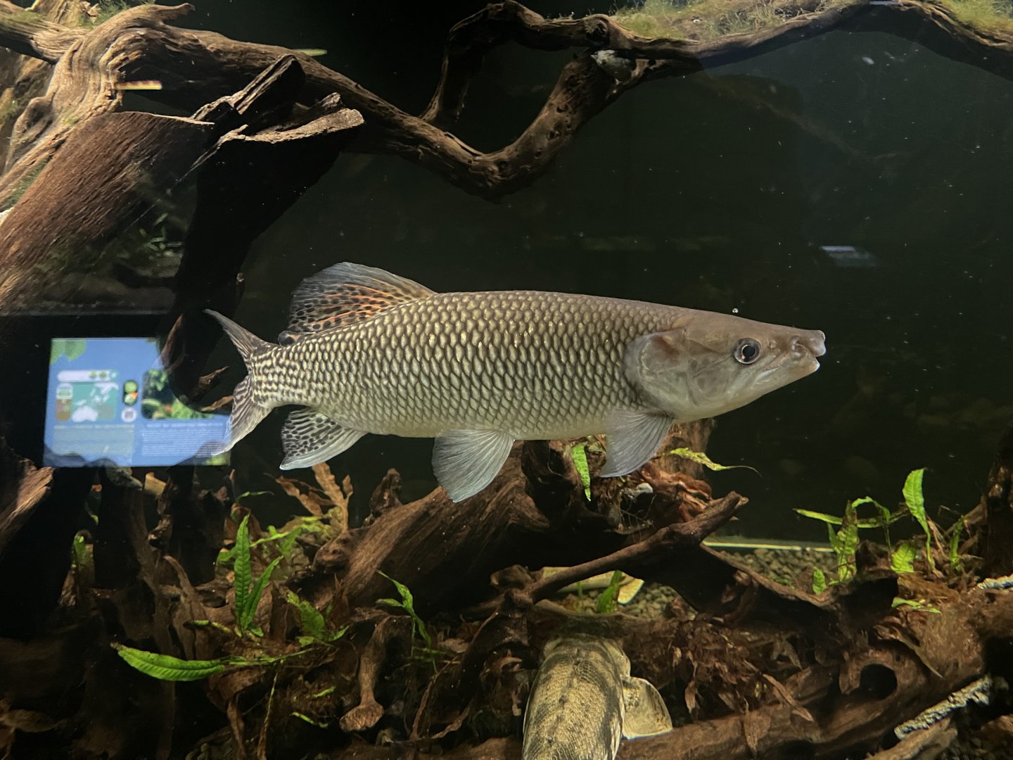 odoe pike (hepsetus odoe) - dunia air tawar