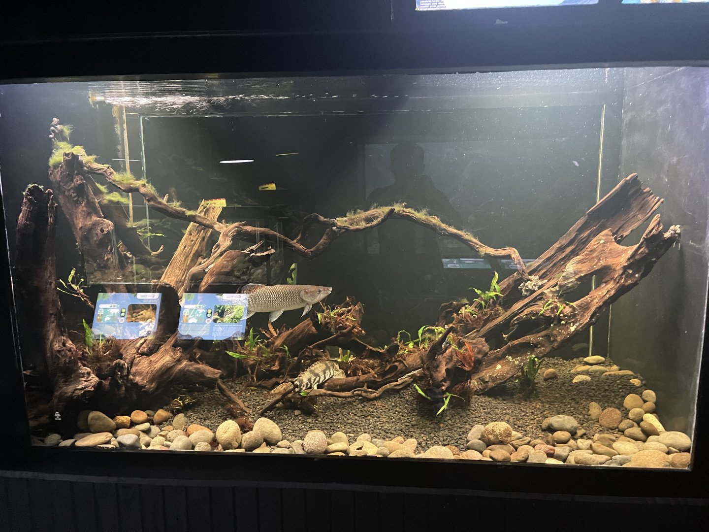 odoe pike tank - dunia air tawar