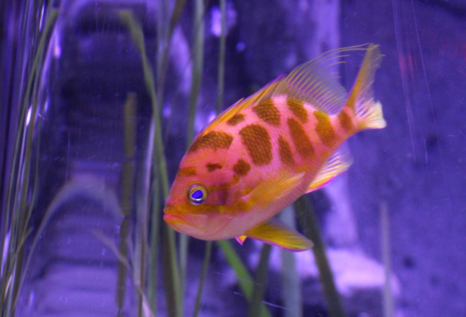 Odontanthias borbonius