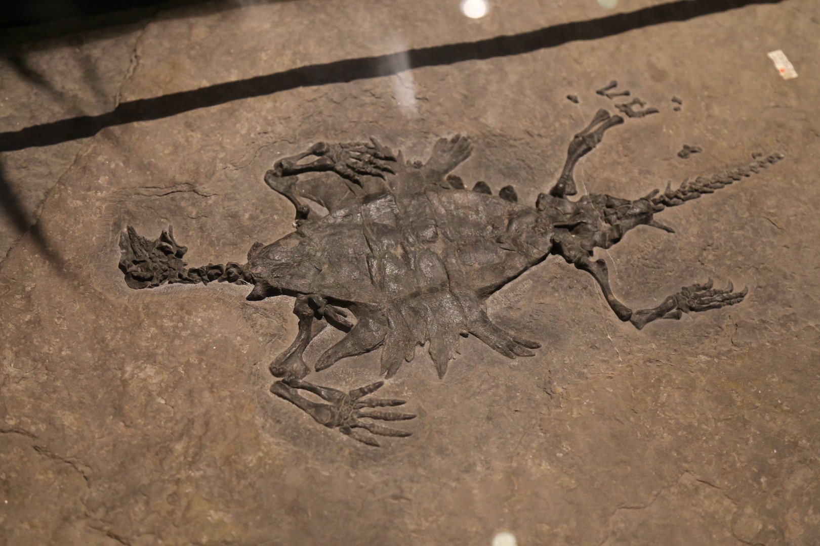 Odontochelys semitestacea, Paratype (IVPP V13240)