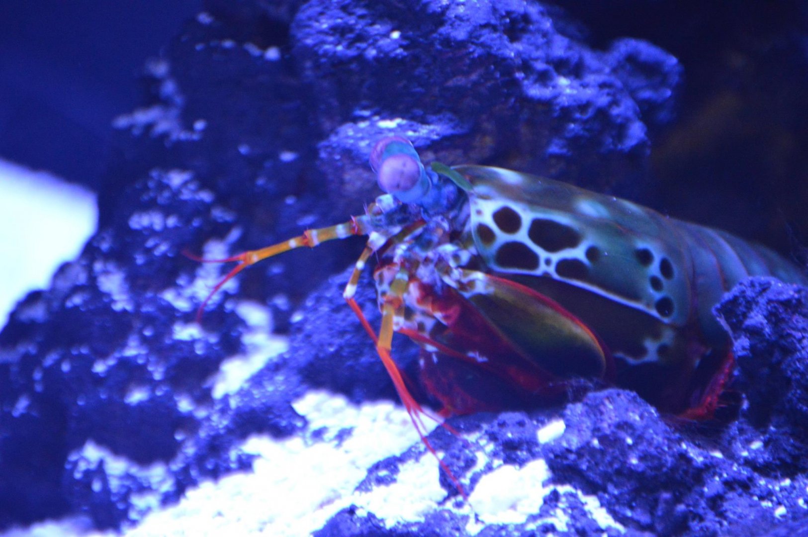 Odontodactylus scyllarus