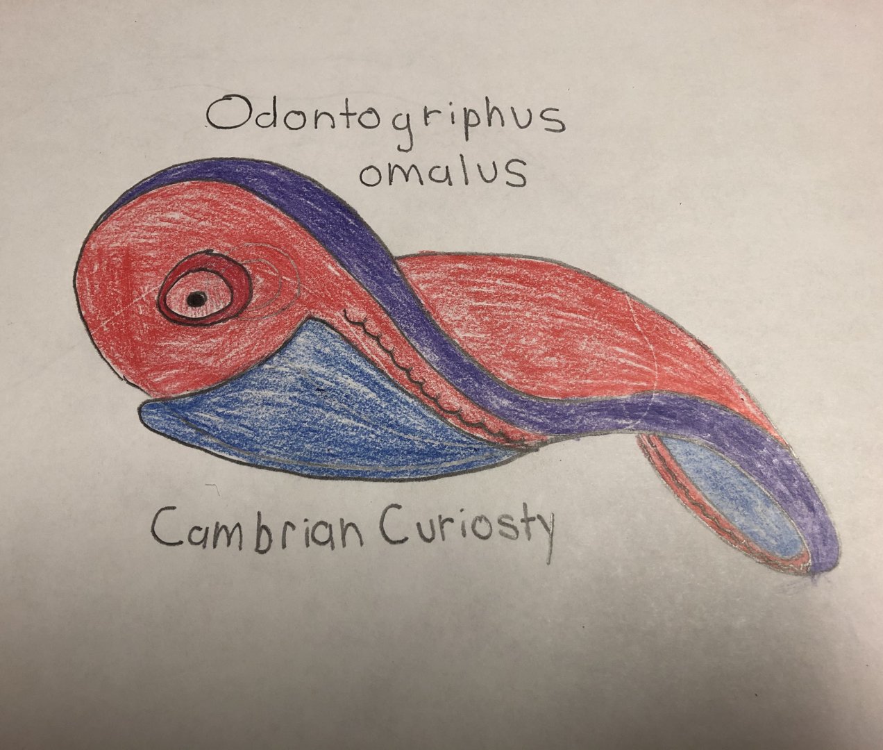 Odontogriphus omalus