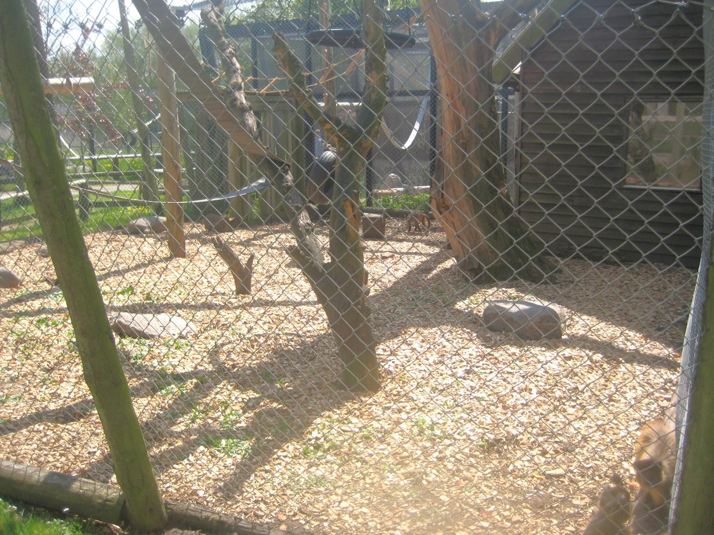 Odsherred Zoo - Capuchin monkey exhibit
