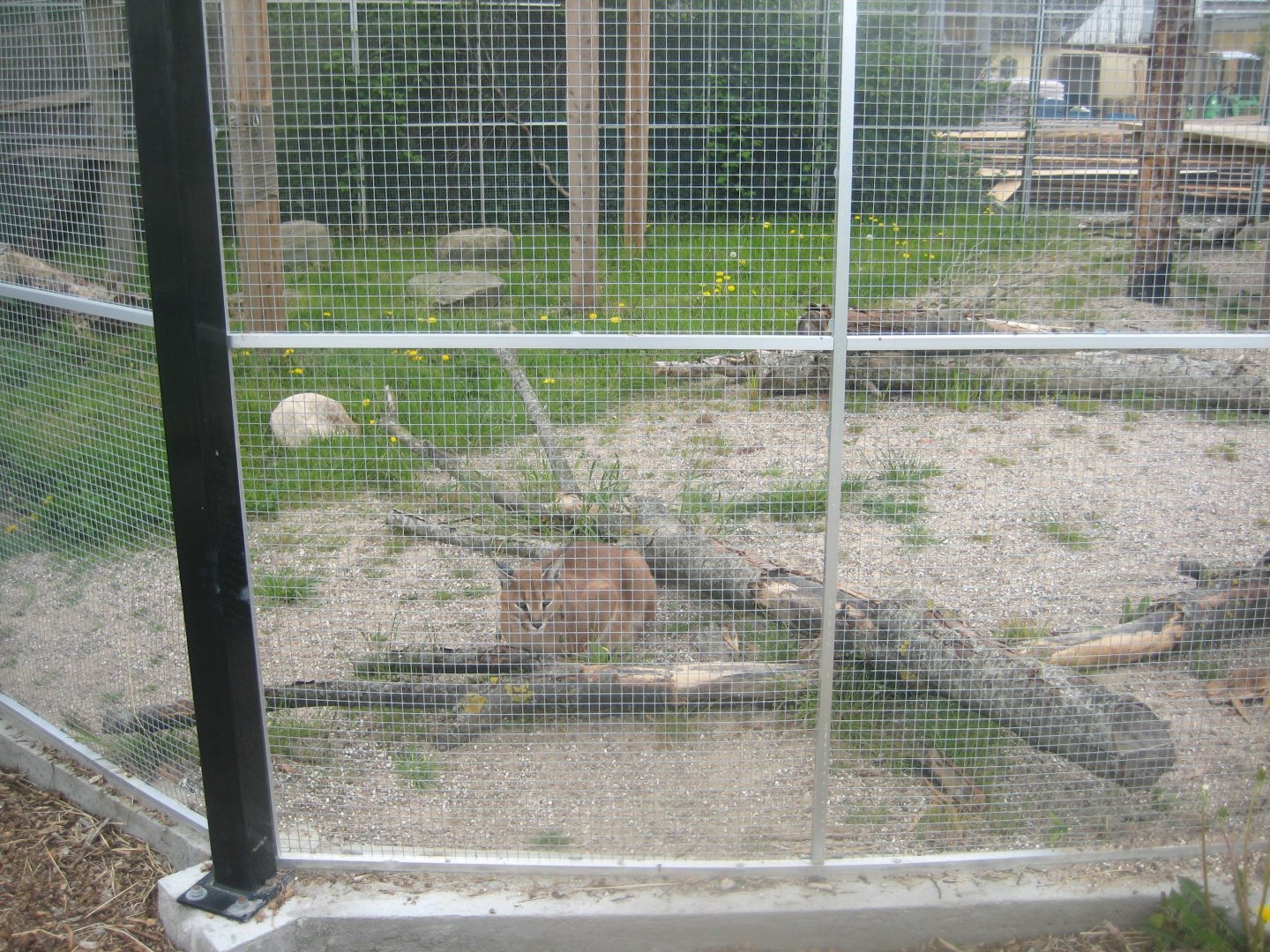 Odsherred Zoo - Caracal exhibit