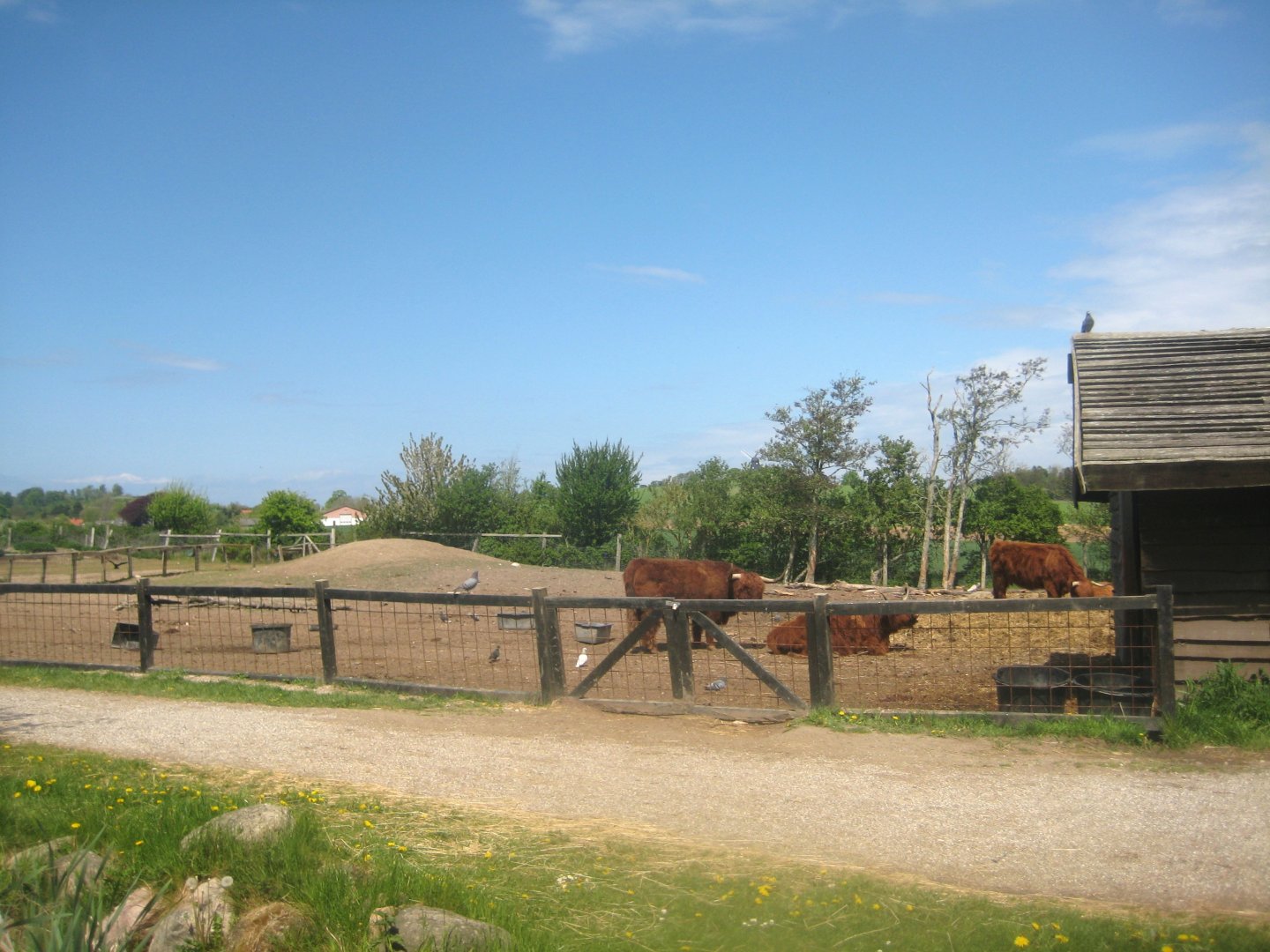 Odsherred Zoo - Cattle exhibit