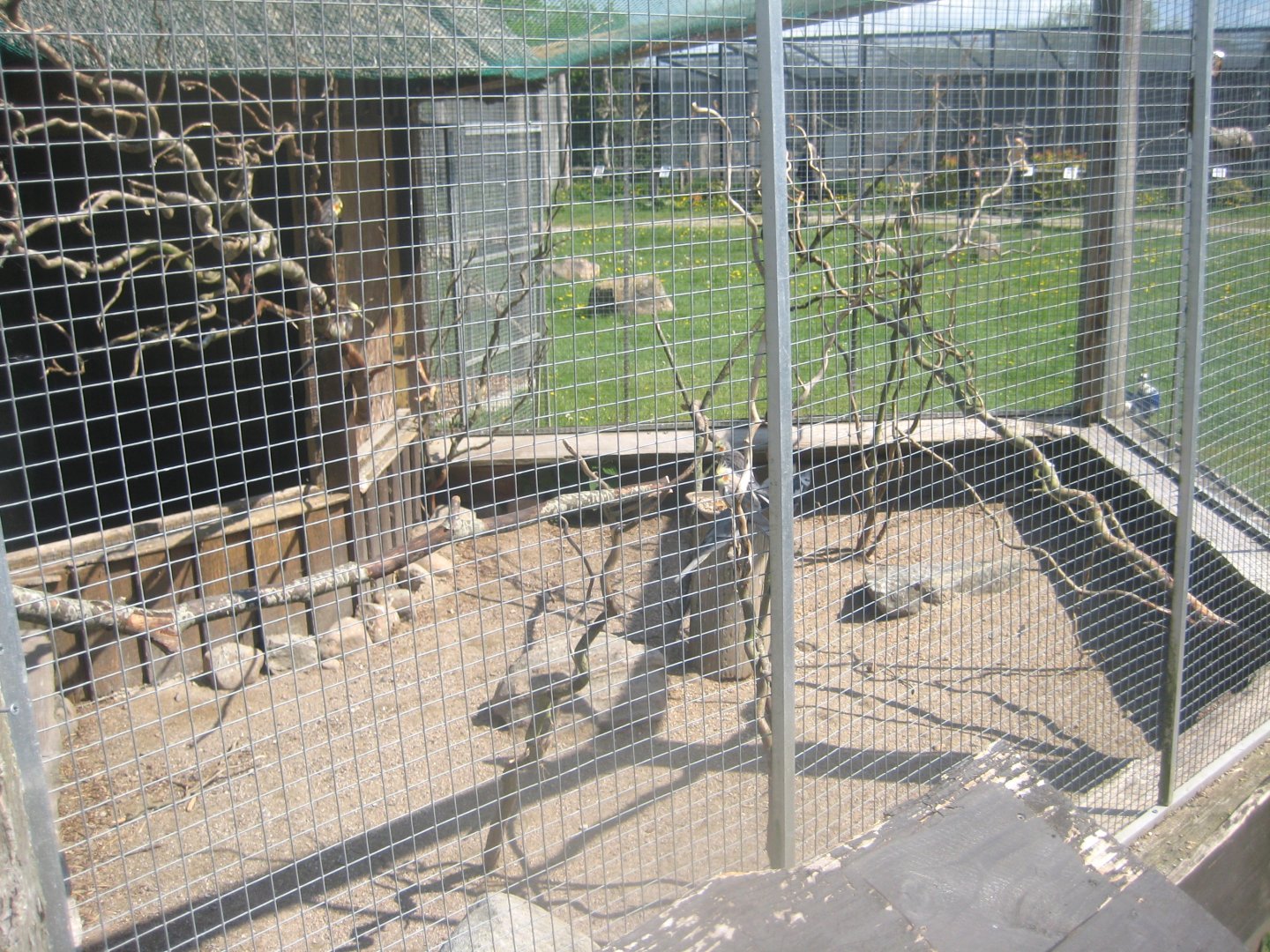 Odsherred Zoo - Cockatiel/lovebird aviary