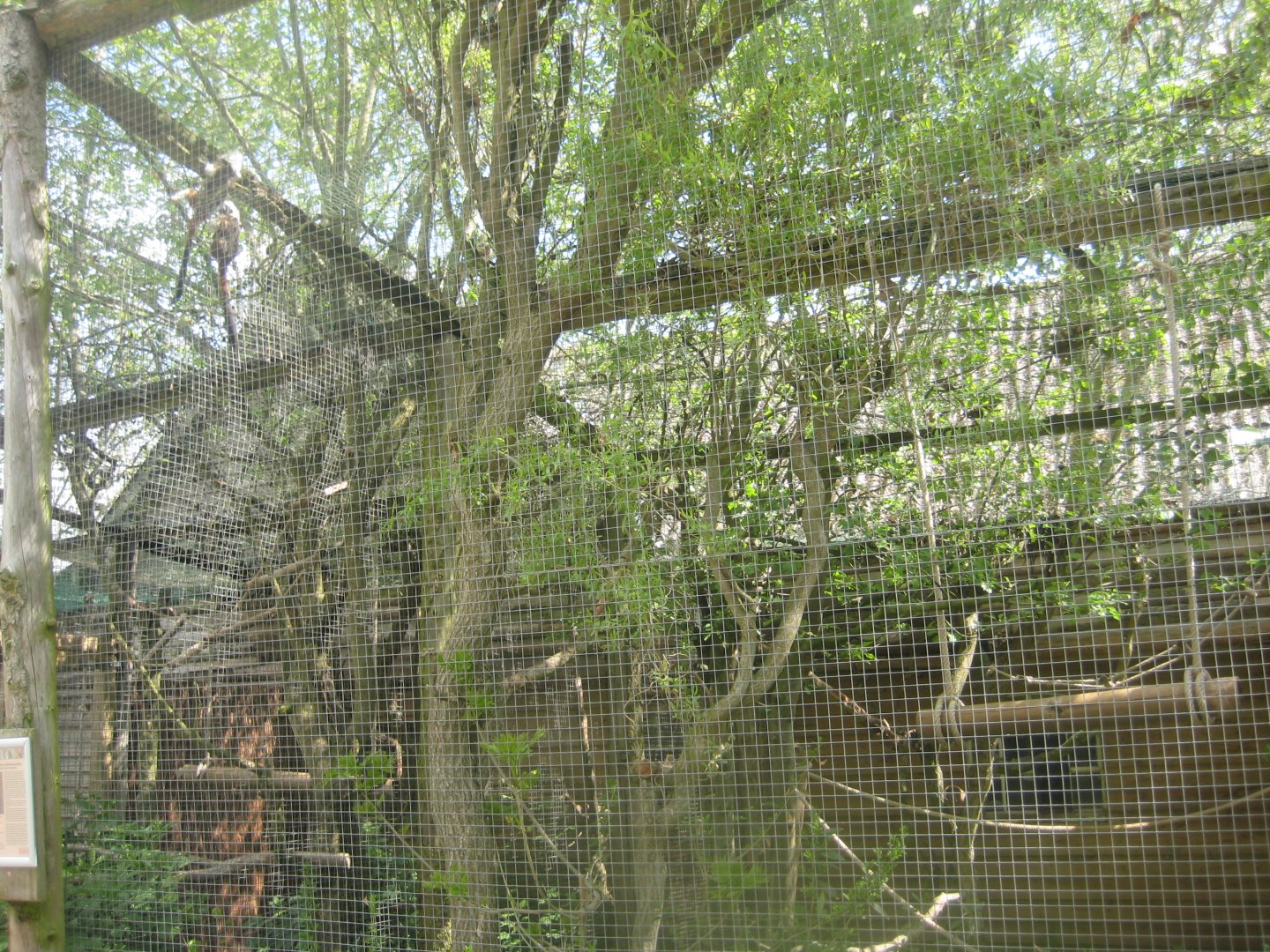 Odsherred Zoo - Cotton-top tamarin exhibit #1