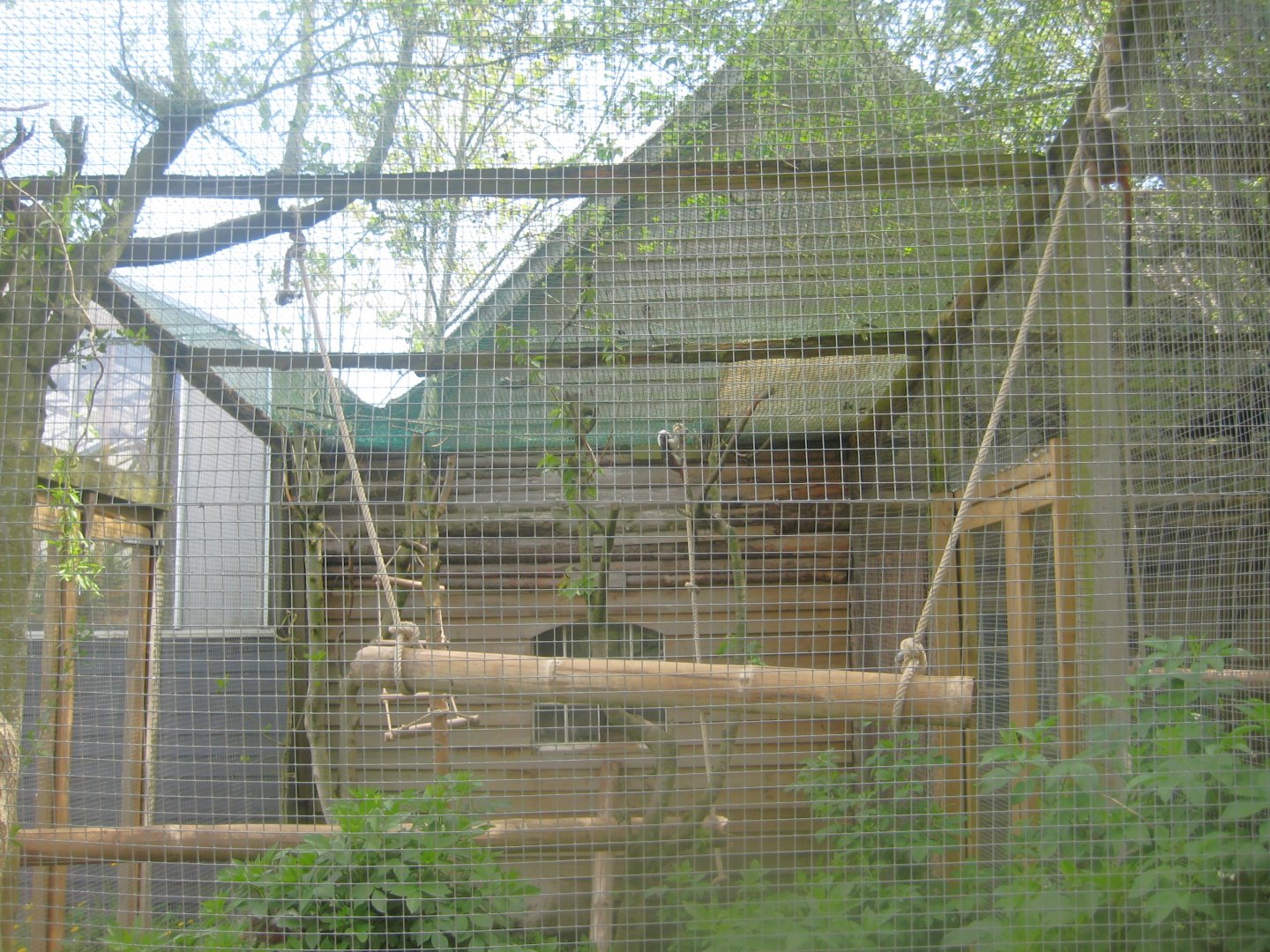 Odsherred Zoo - Cotton-top tamarin exhibit #2