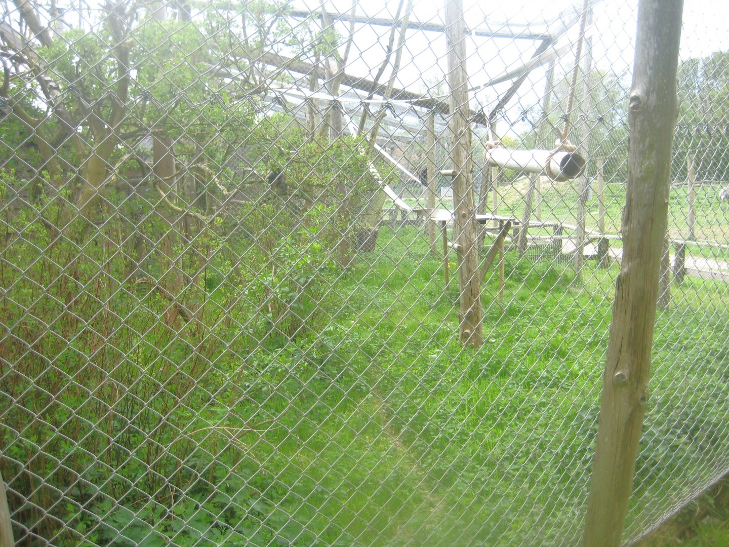 Odsherred Zoo - Grivet exhibit