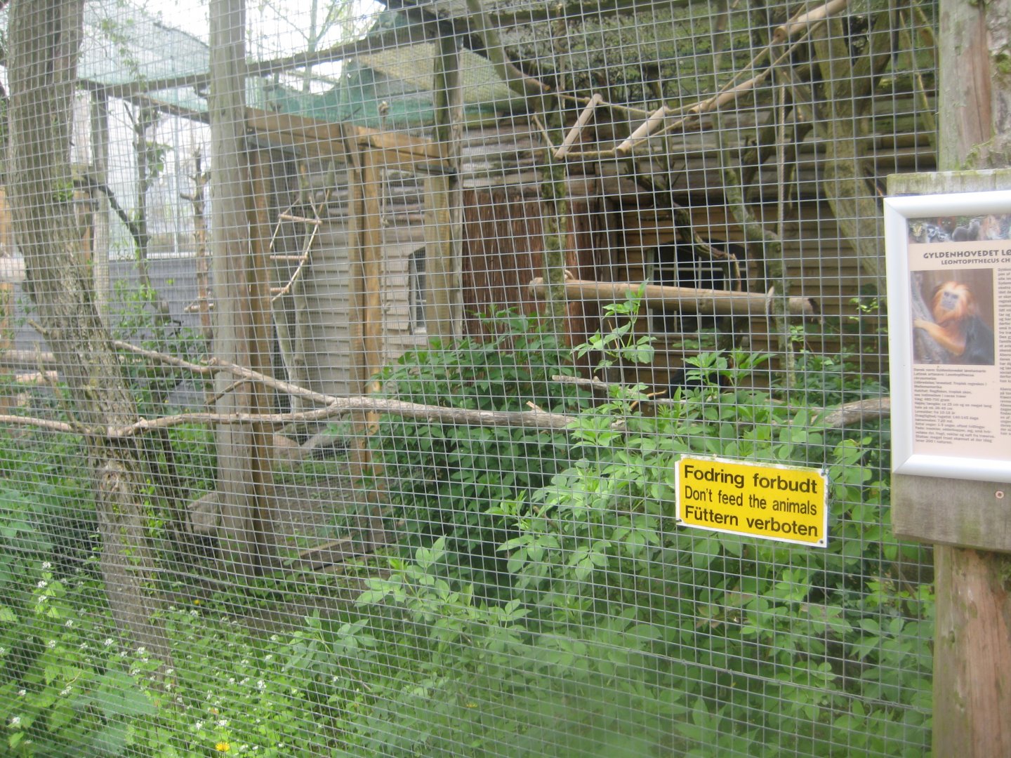 Odsherred Zoo - Lion tamarin exhibit