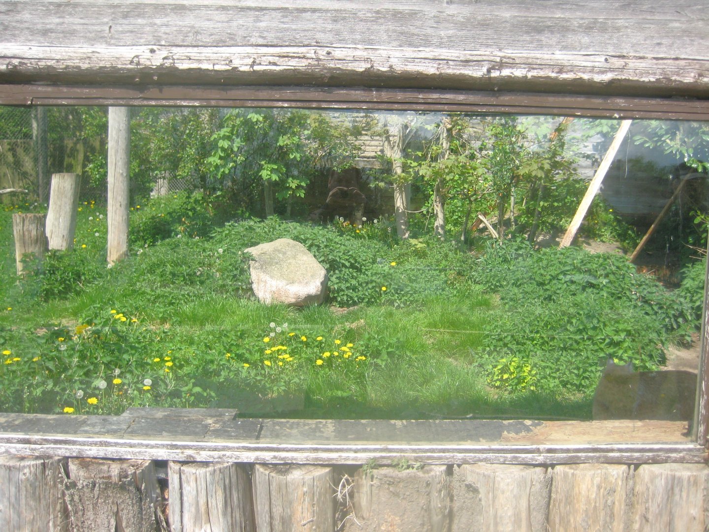 Odsherred Zoo - Lynx exhibit