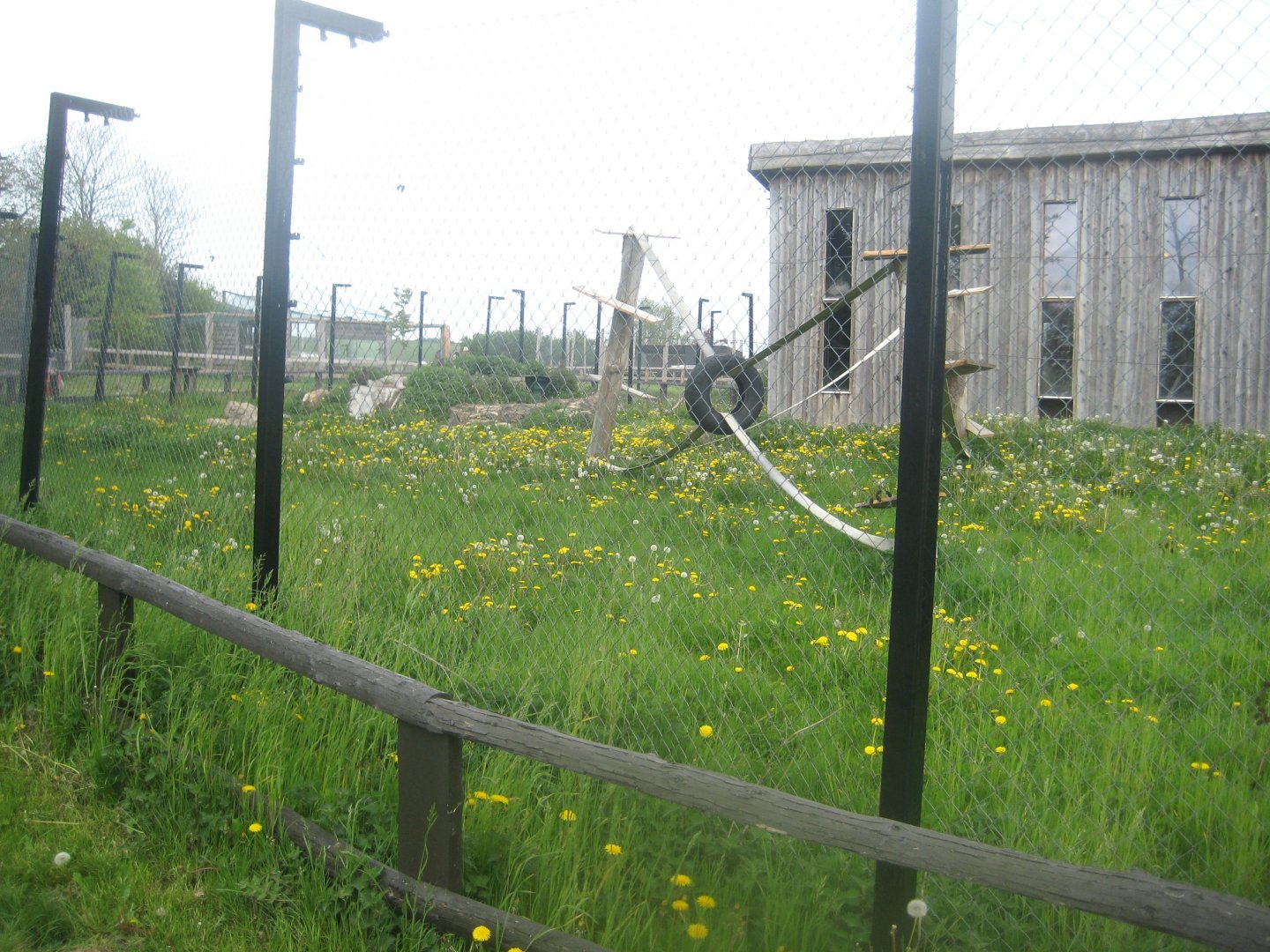 Odsherred Zoo - Macaque exhibit (outdoors)