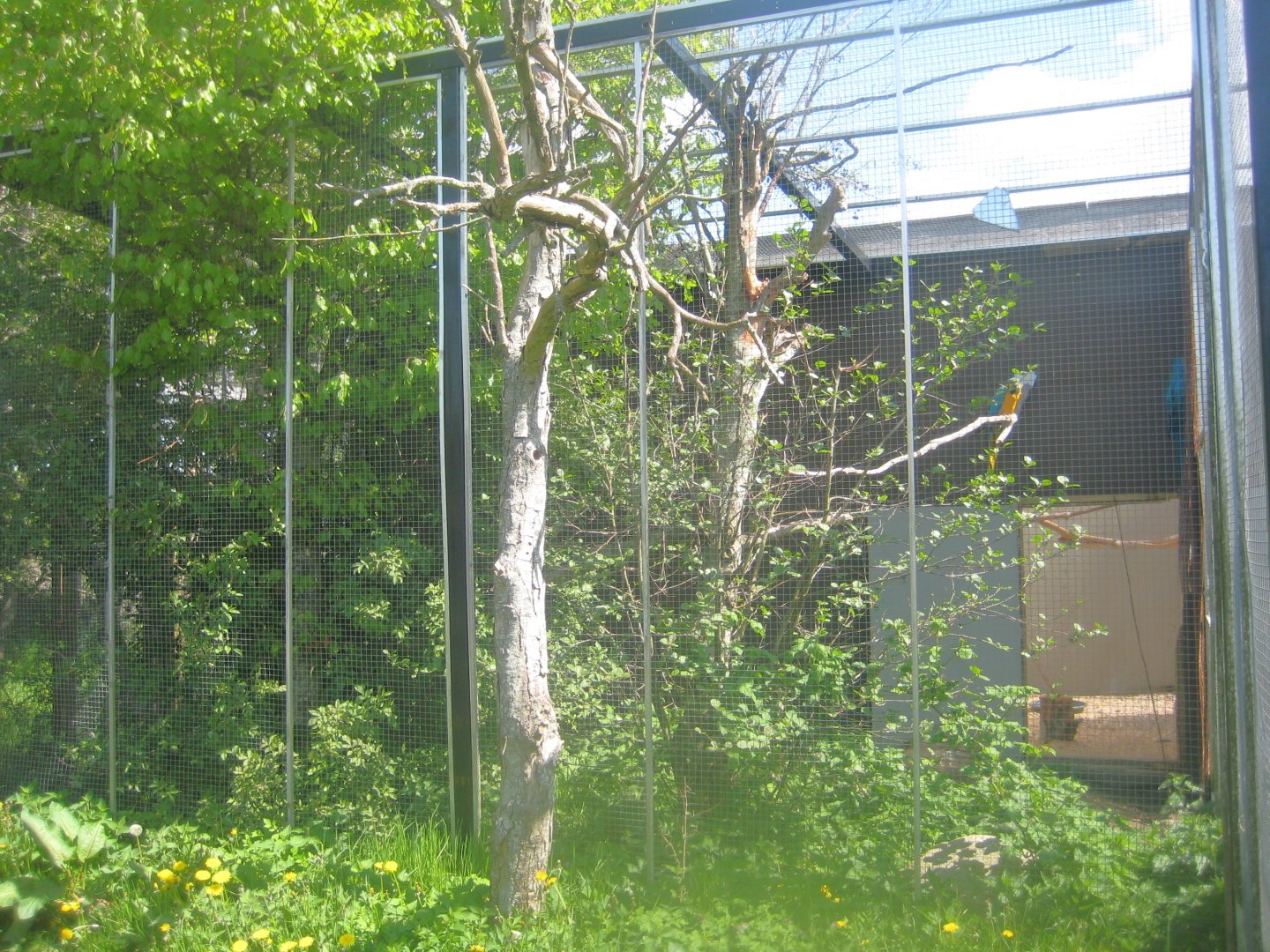 Odsherred Zoo - Macaw aviary #1