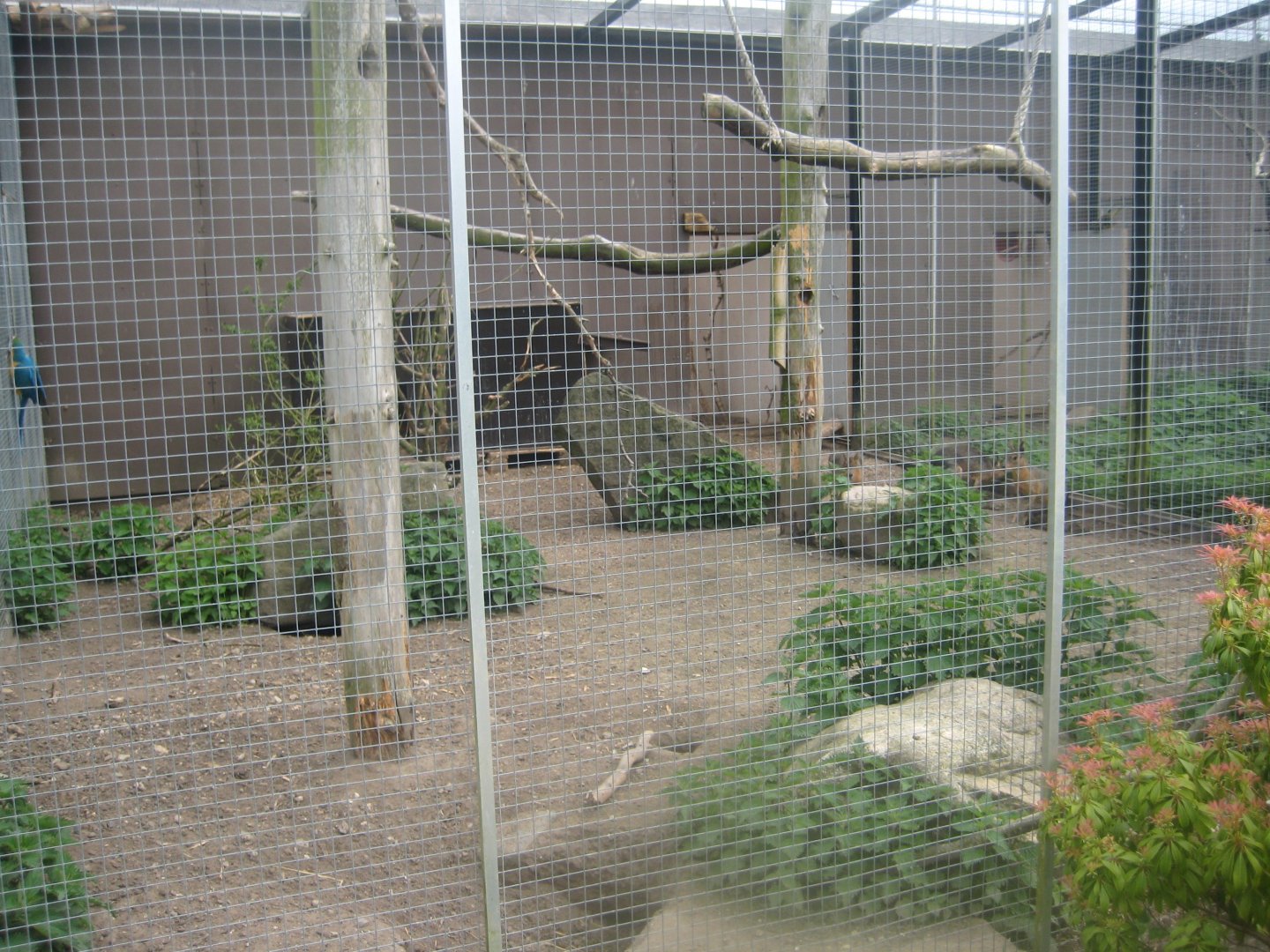 Odsherred Zoo - Macaw aviary #3