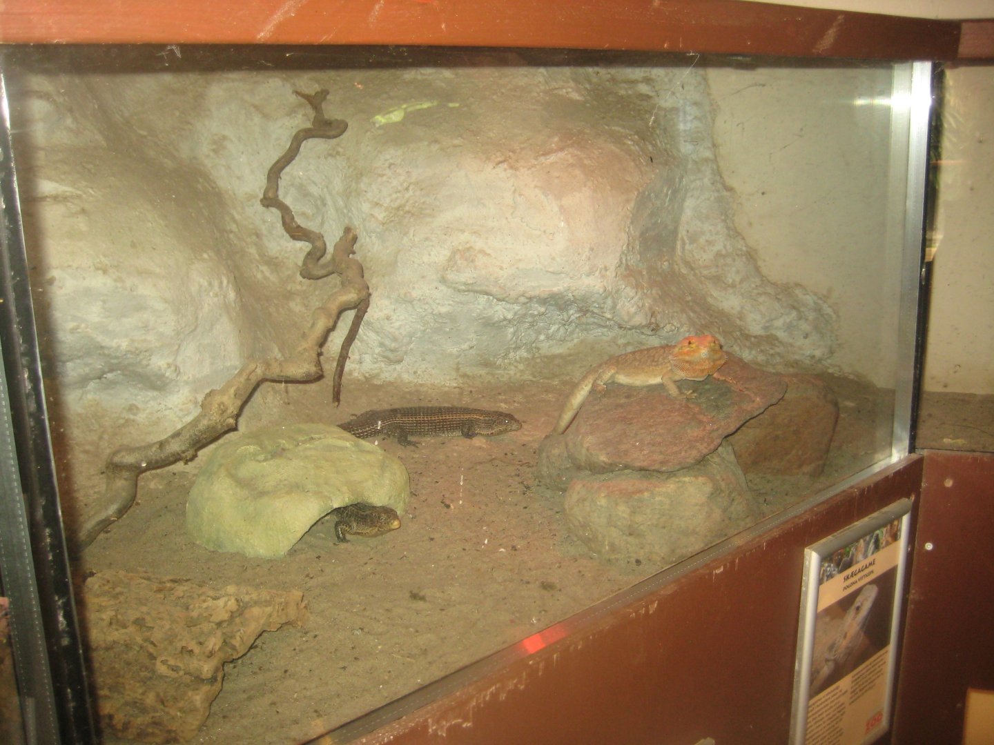 Odsherred Zoo - Monkey/reptile house - Agama/plated lizard exhibit