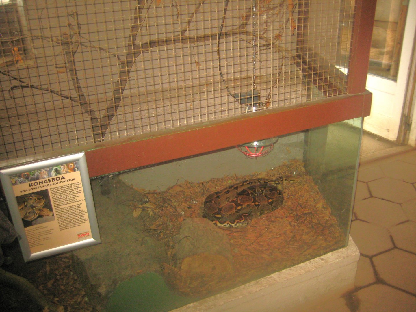 Odsherred Zoo - Monkey/reptile house - Boa exhibit #1