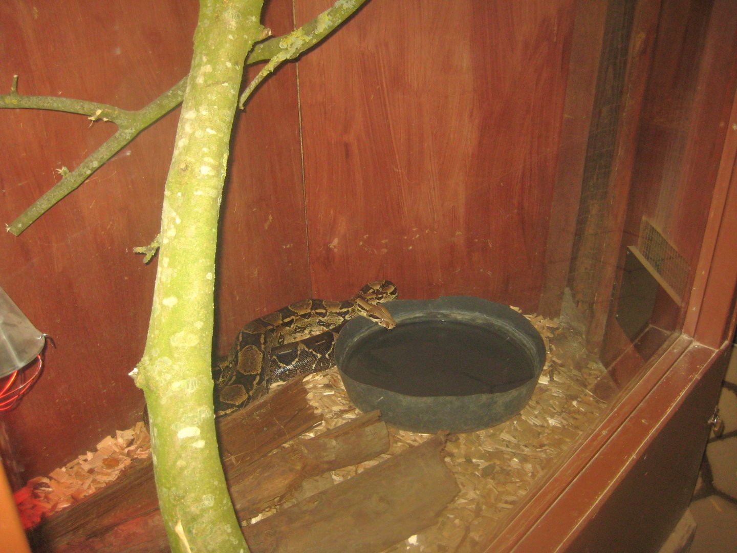 Odsherred Zoo - Monkey/reptile house - Boa exhibit #2