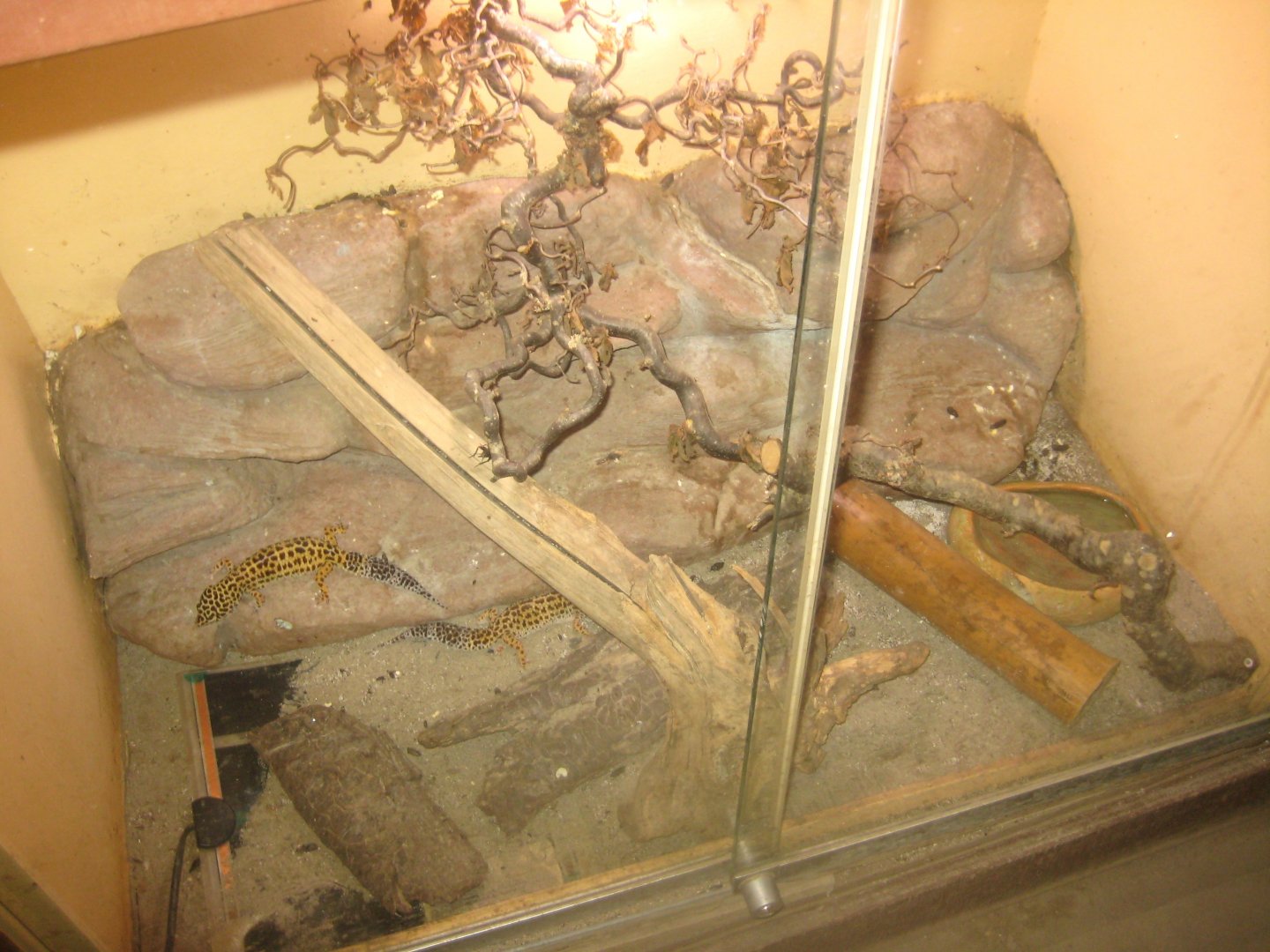 Odsherred Zoo - Monkey/reptile house - Gecko exhibit