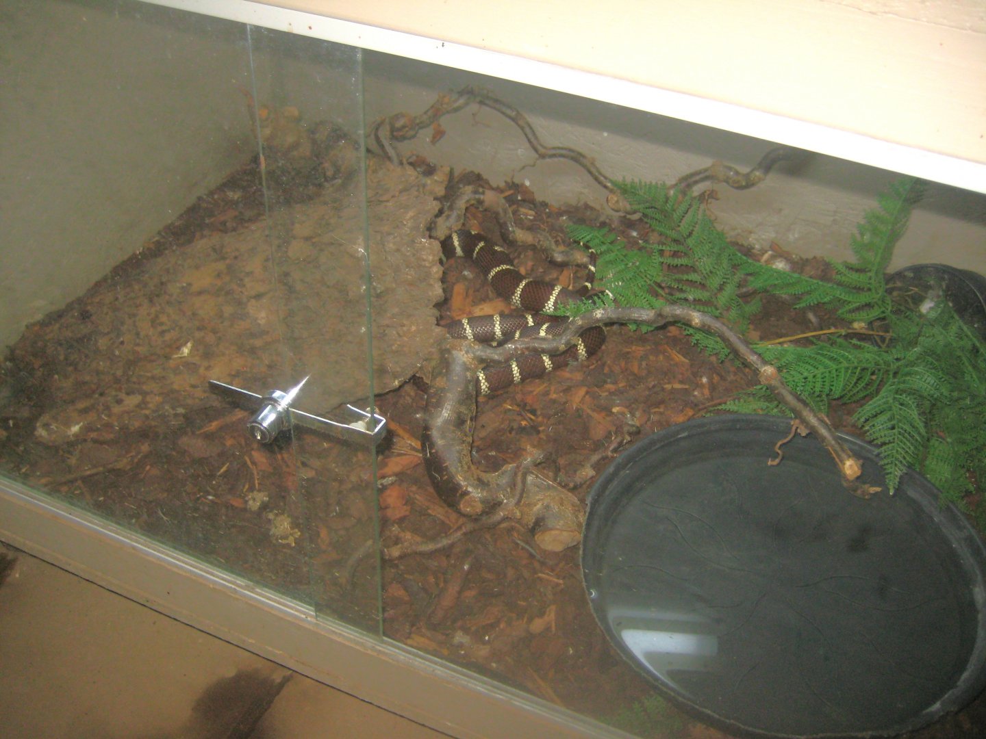 Odsherred Zoo - Monkey/reptile house - Kingsnake exhibit