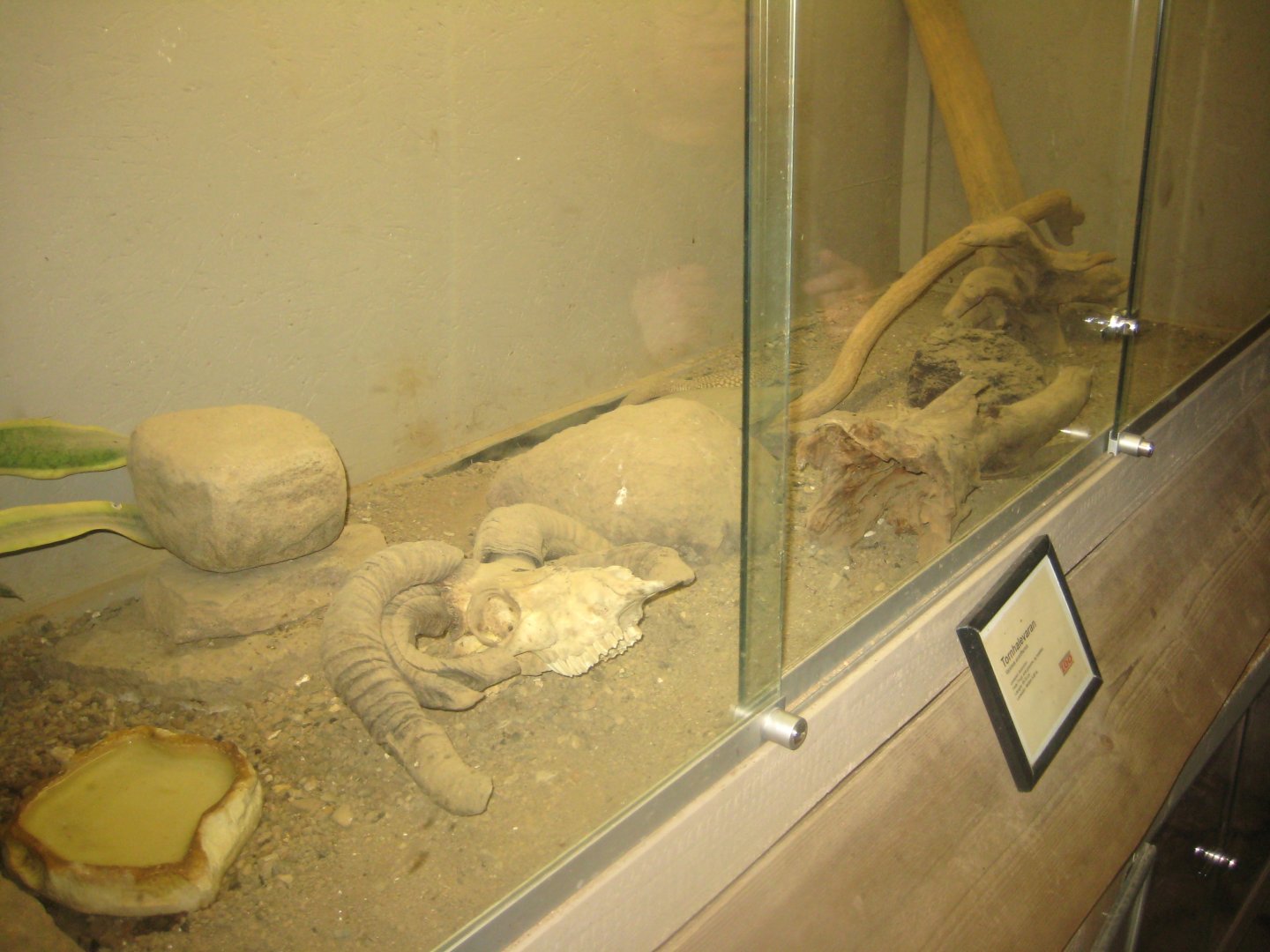 Odsherred Zoo - Monkey/reptile house - Monitor lizard exhibit