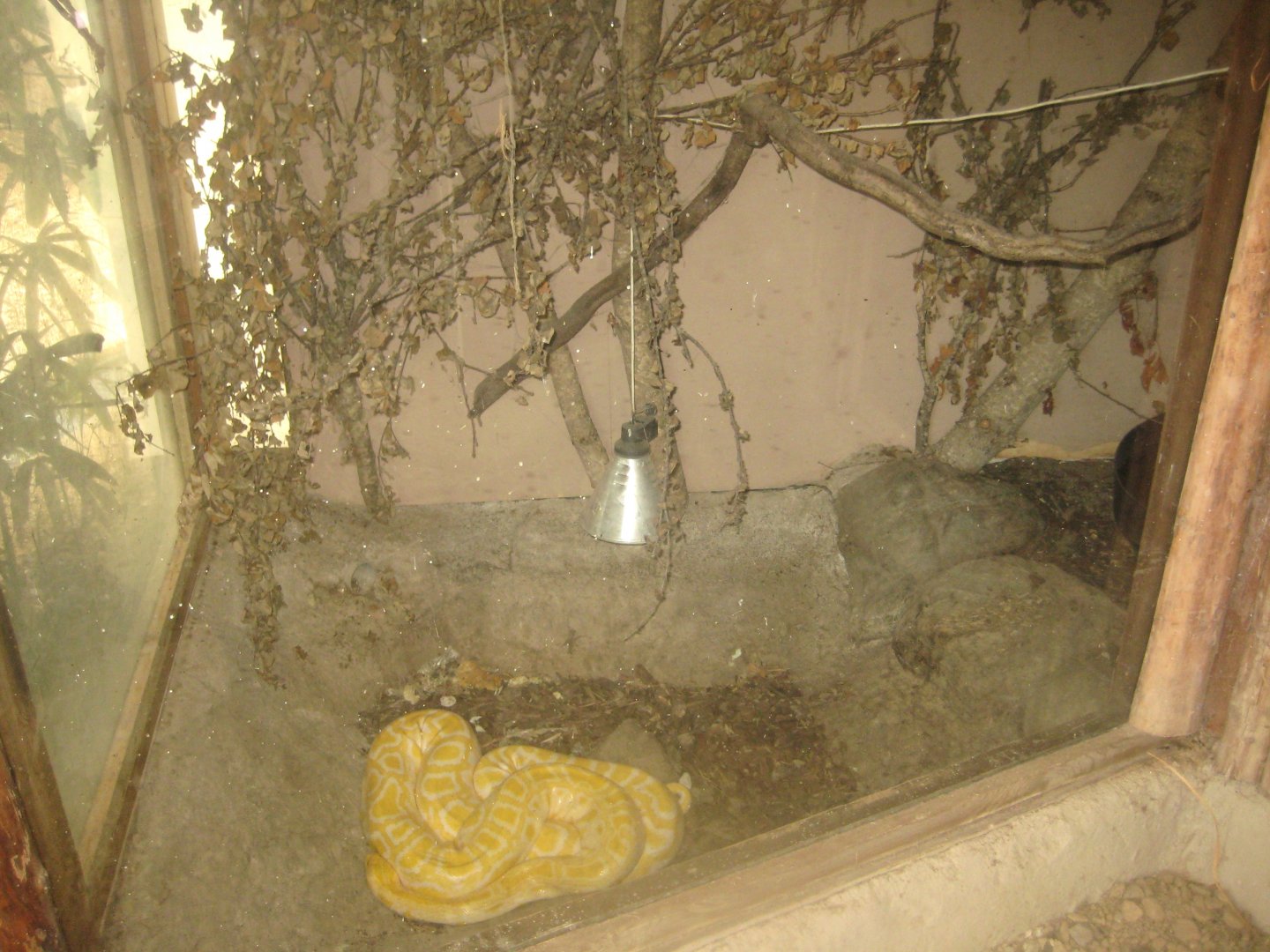 Odsherred Zoo - Monkey/reptile house - Python exhibit