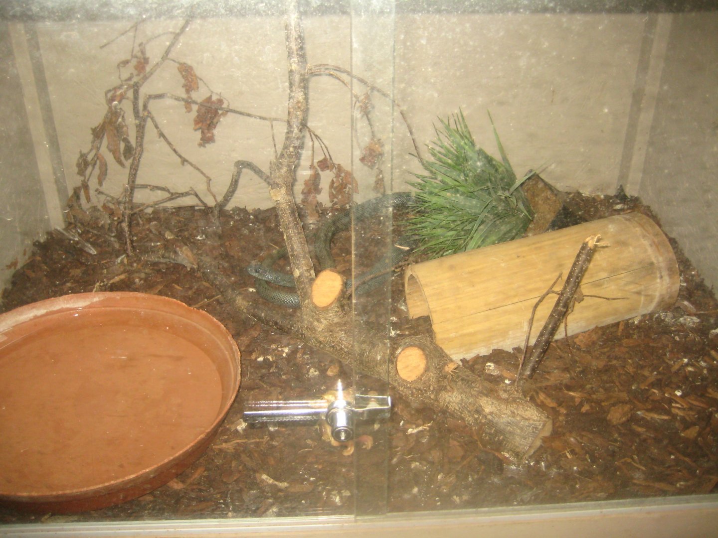 Odsherred Zoo - Monkey/reptile house - Rat snake exhibit