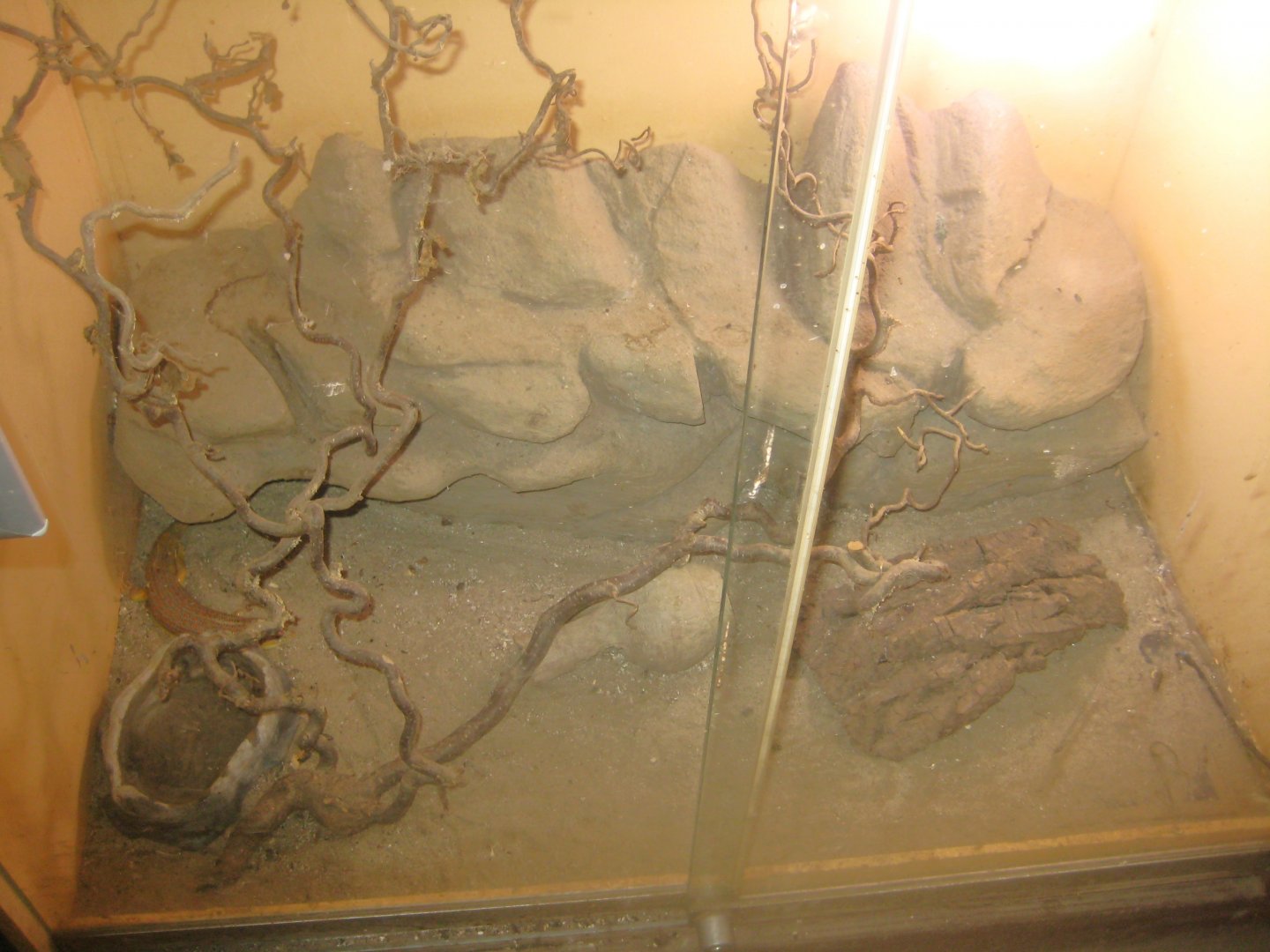 Odsherred Zoo - Monkey/reptile house - Skink exhibit