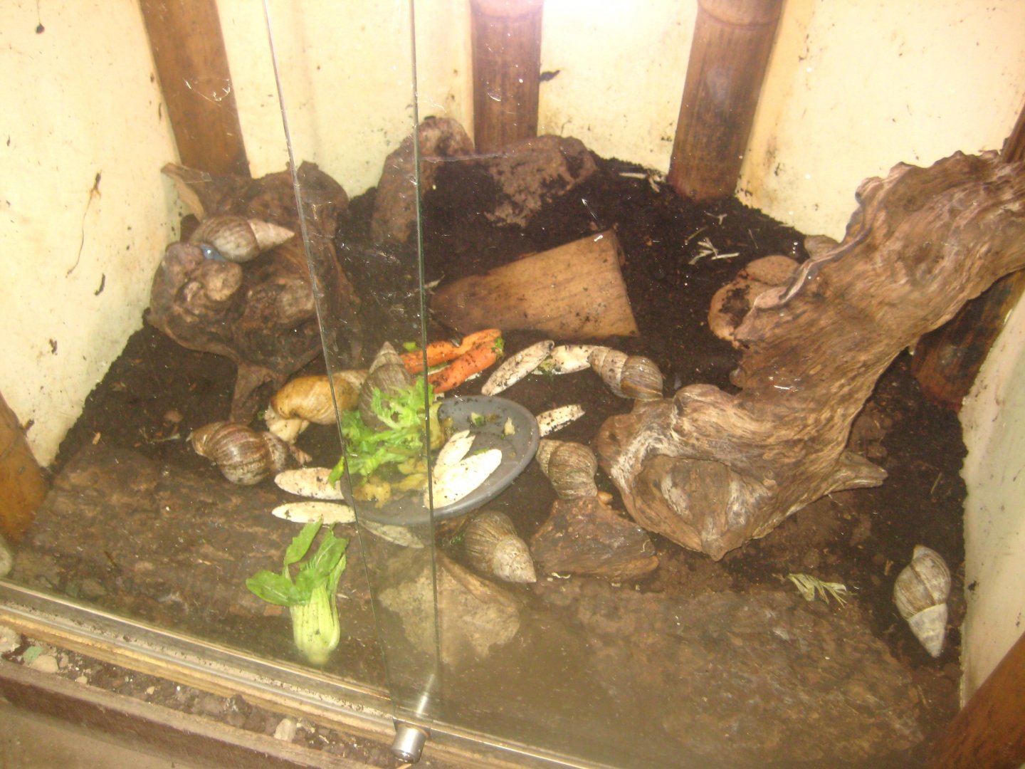 Odsherred Zoo - Monkey/reptile house - Snail exhibit