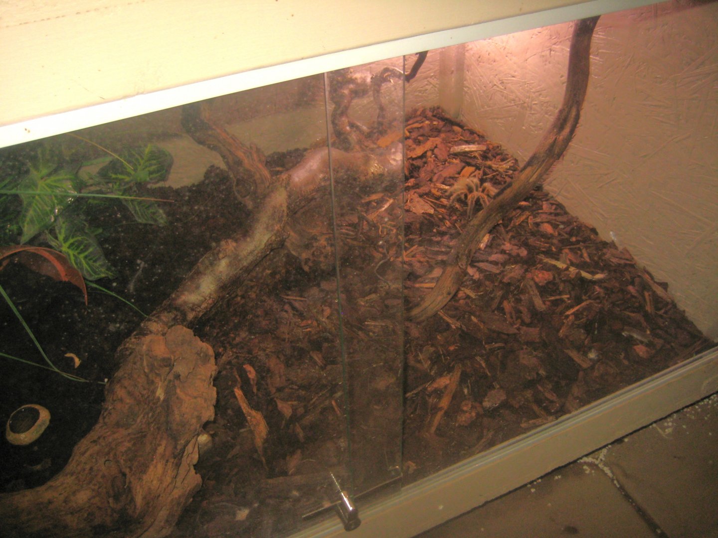 Odsherred Zoo - Monkey/reptile house - Tarantula exhibit