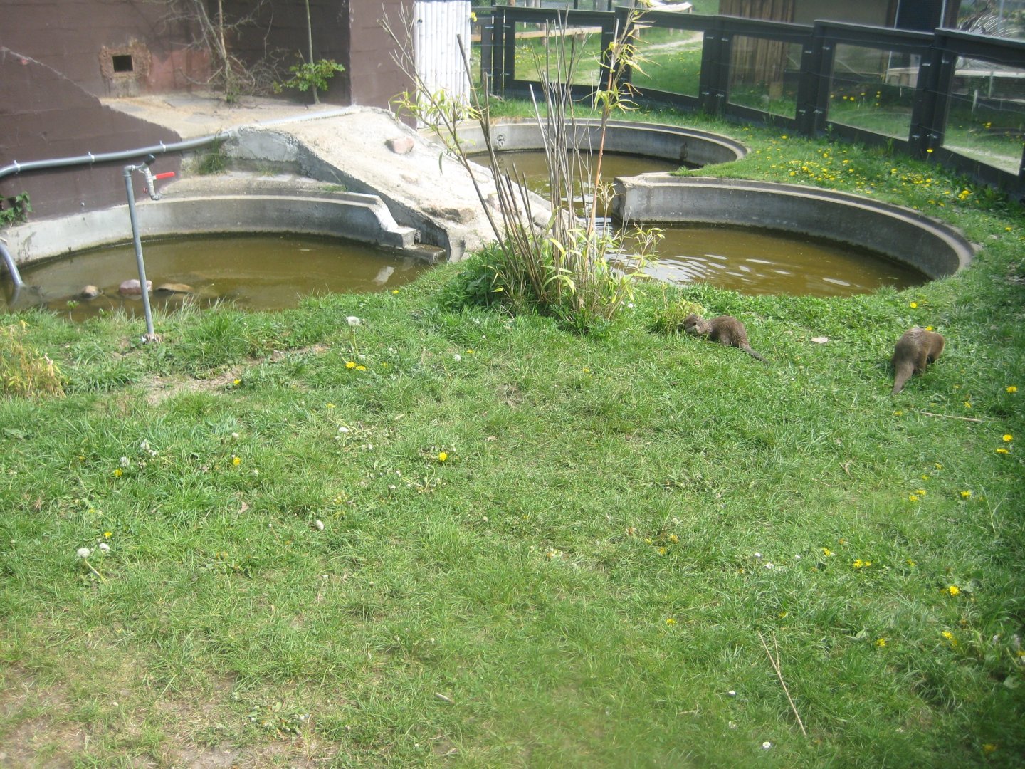 Odsherred Zoo - Otter exhibit