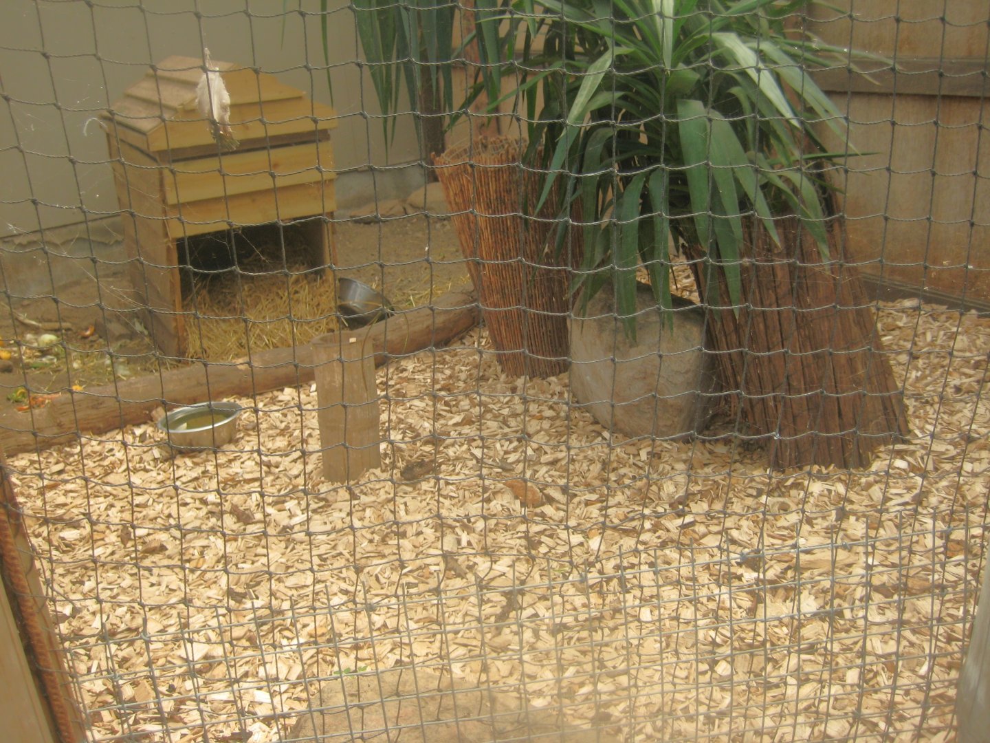 Odsherred Zoo - Paraná - Agouti exhibit